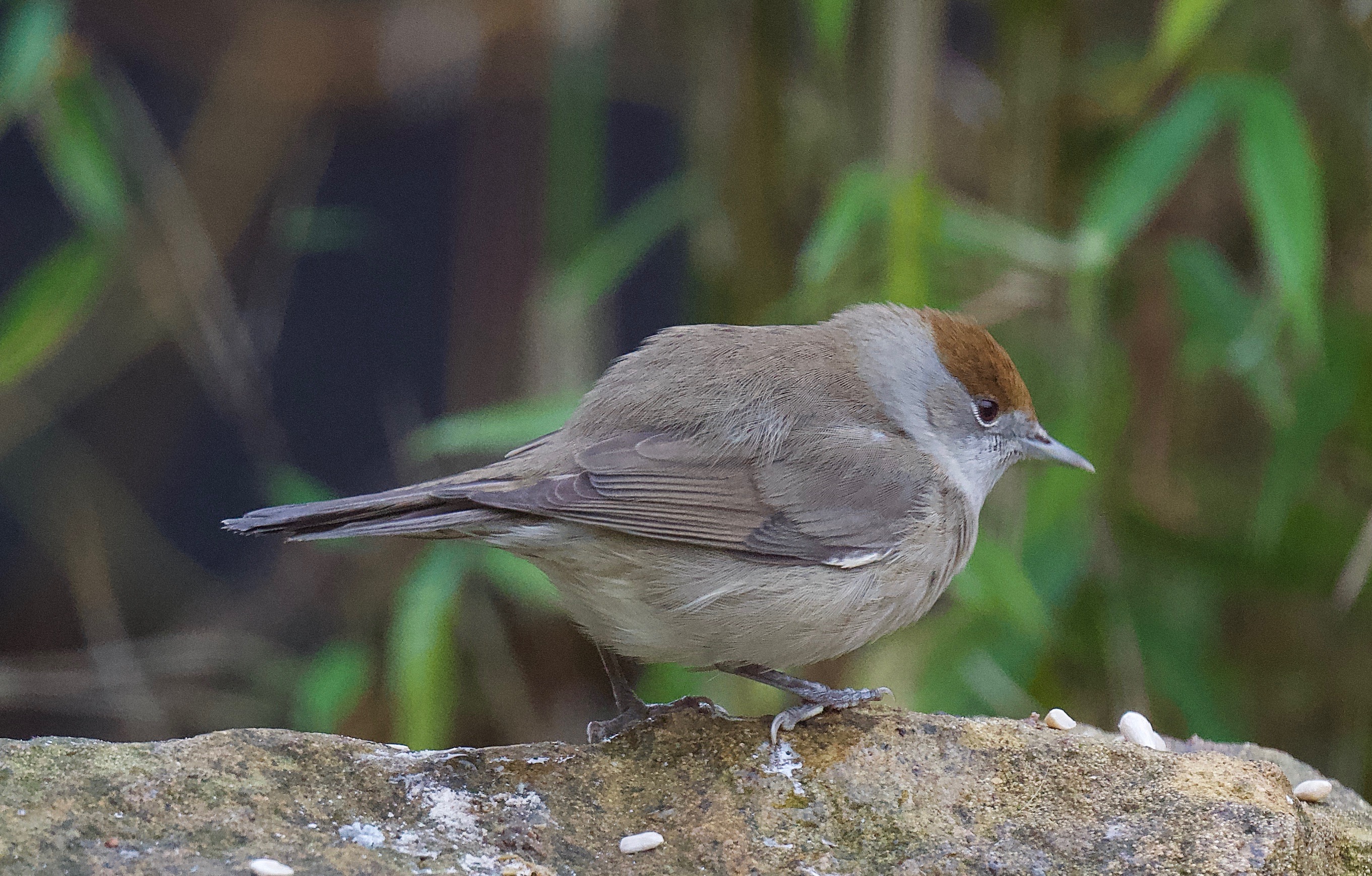 Blackcap - 10-12-2022