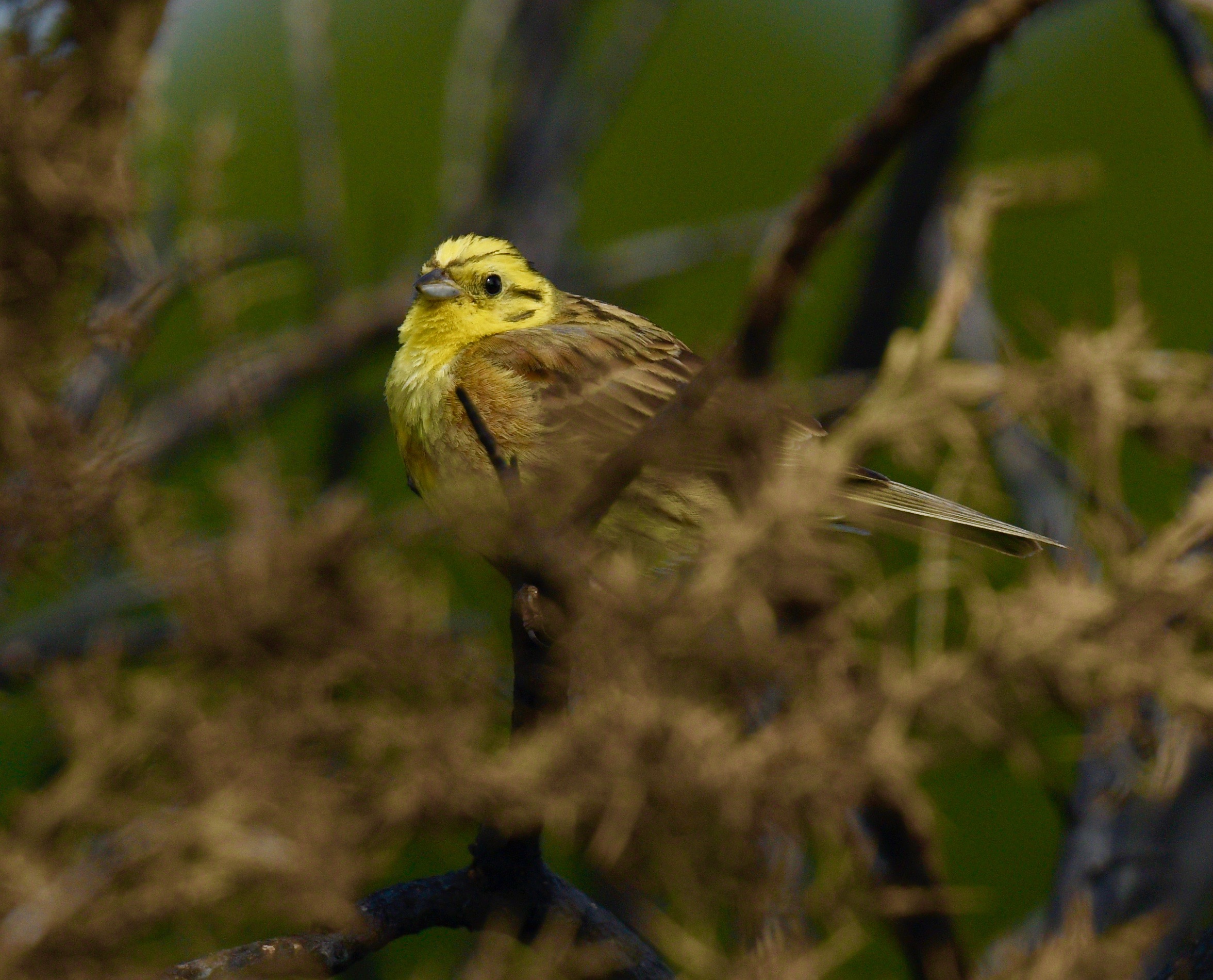 Yellowhammer - 17-07-2023