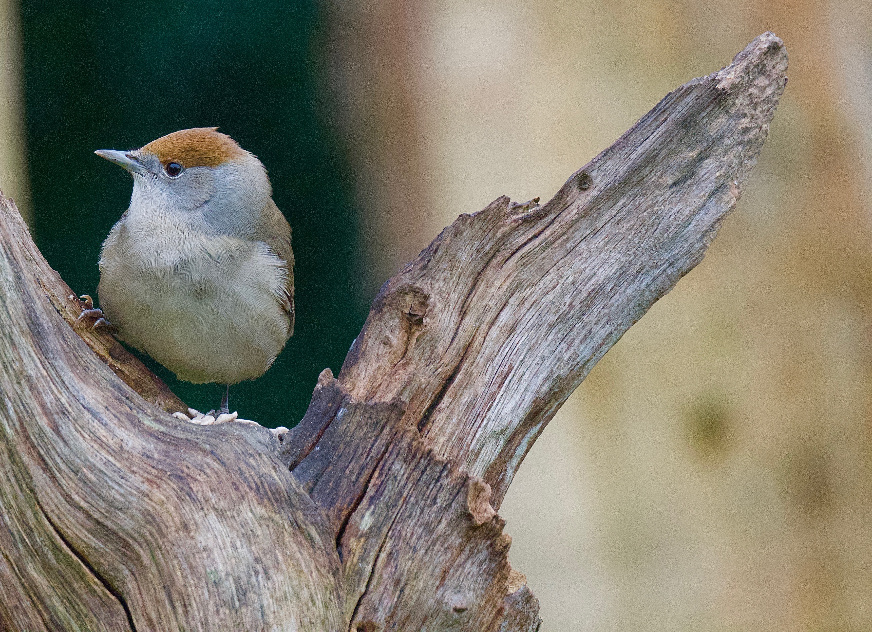 Blackcap - 10-12-2022