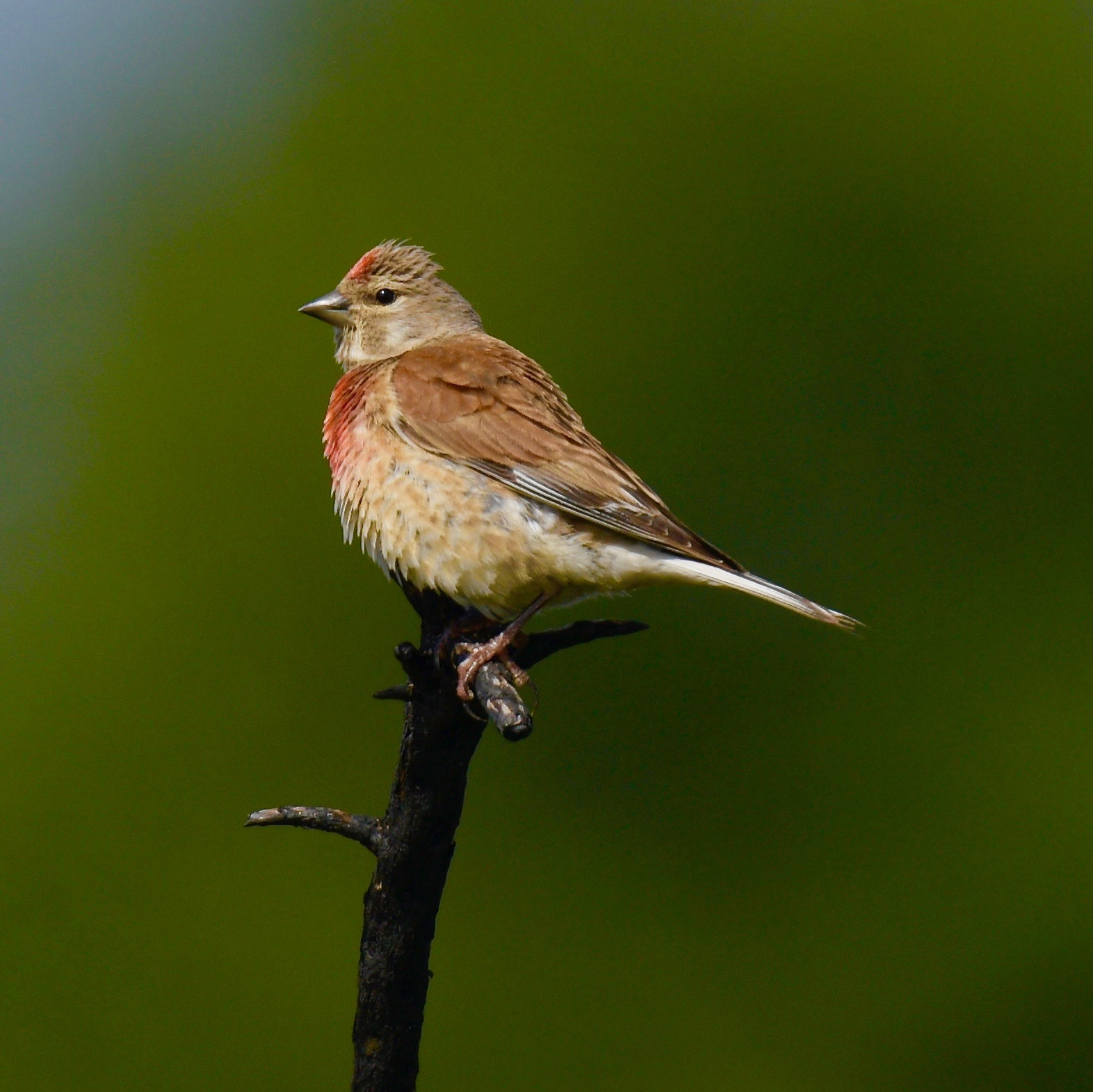 Yellowhammer - 17-07-2023