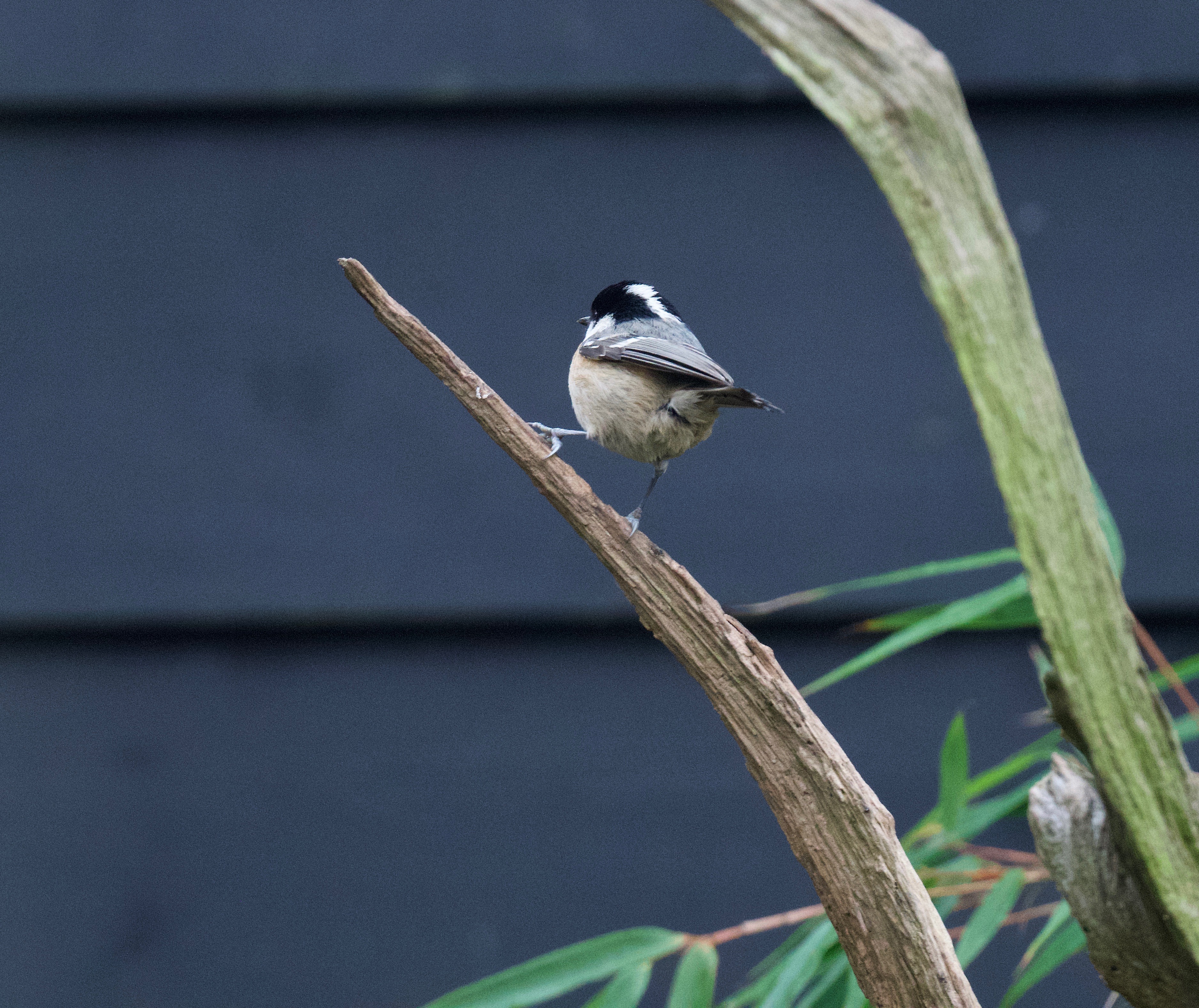 Coal Tit - 10-12-2022