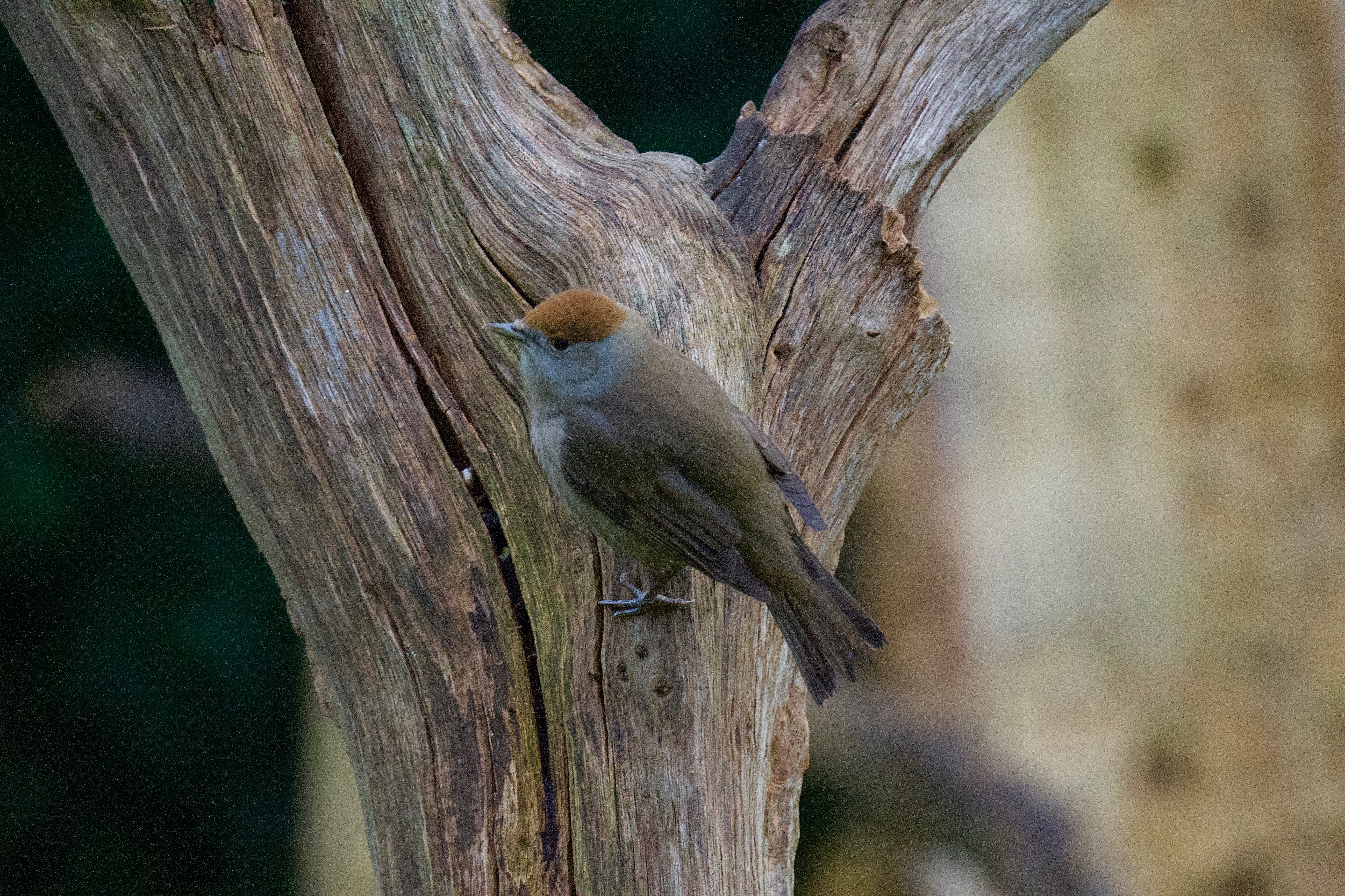 Blackcap - 10-12-2022