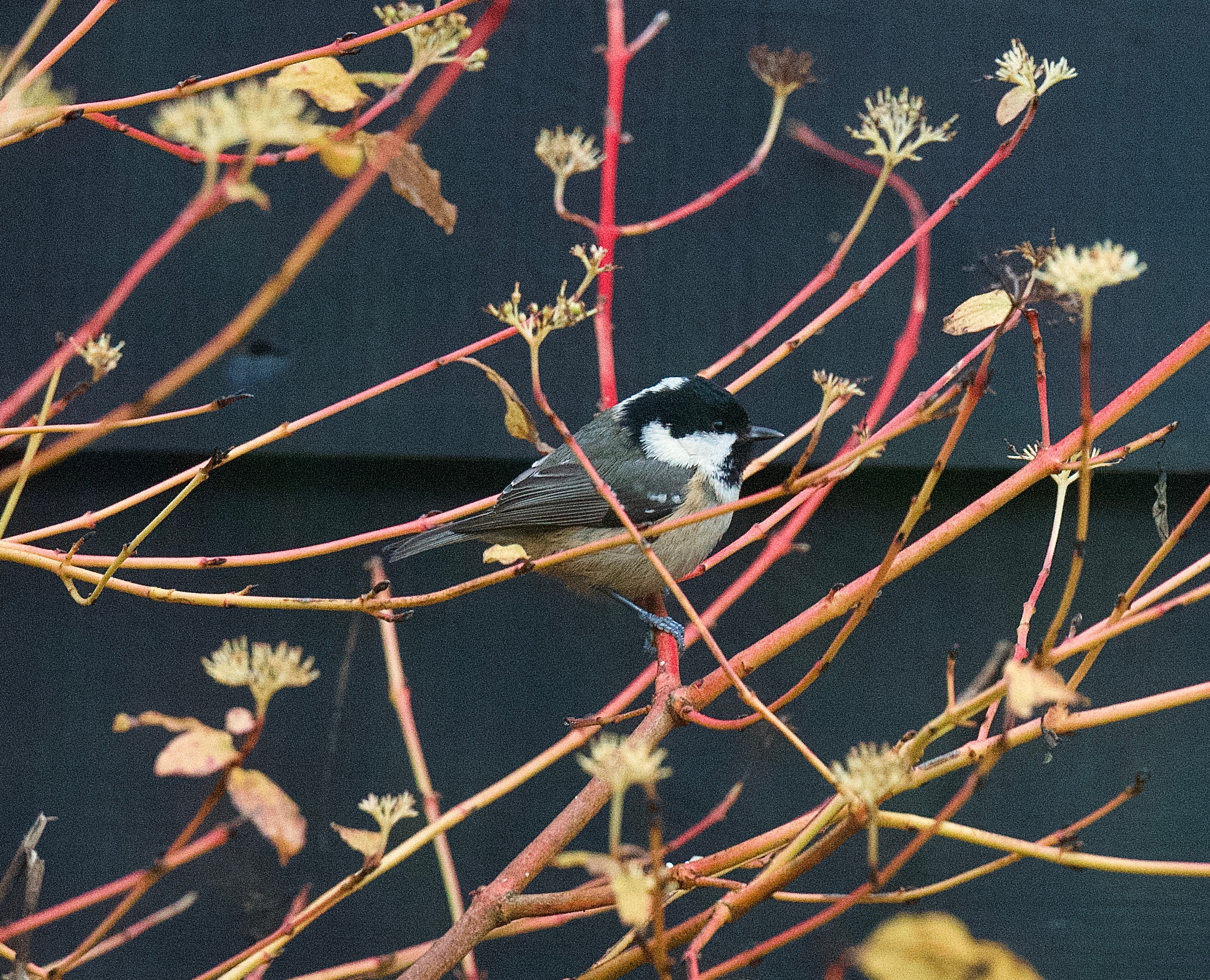 Coal Tit - 10-12-2022