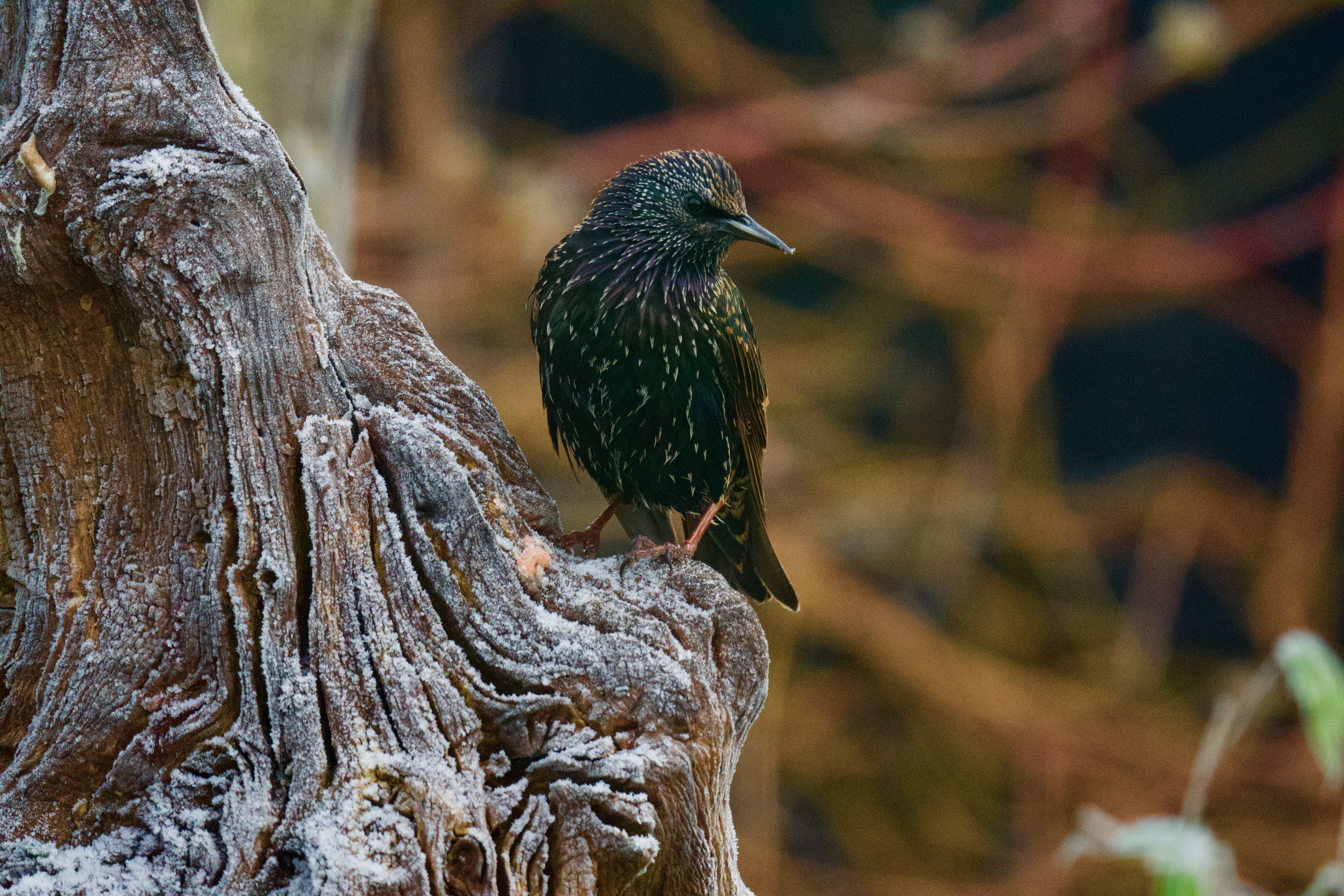 Starling - 13-12-2022