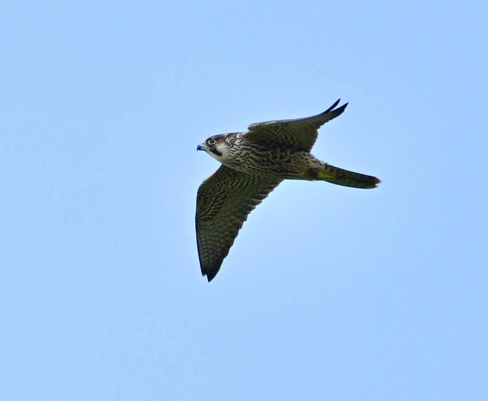 Peregrine - 18-08-2024