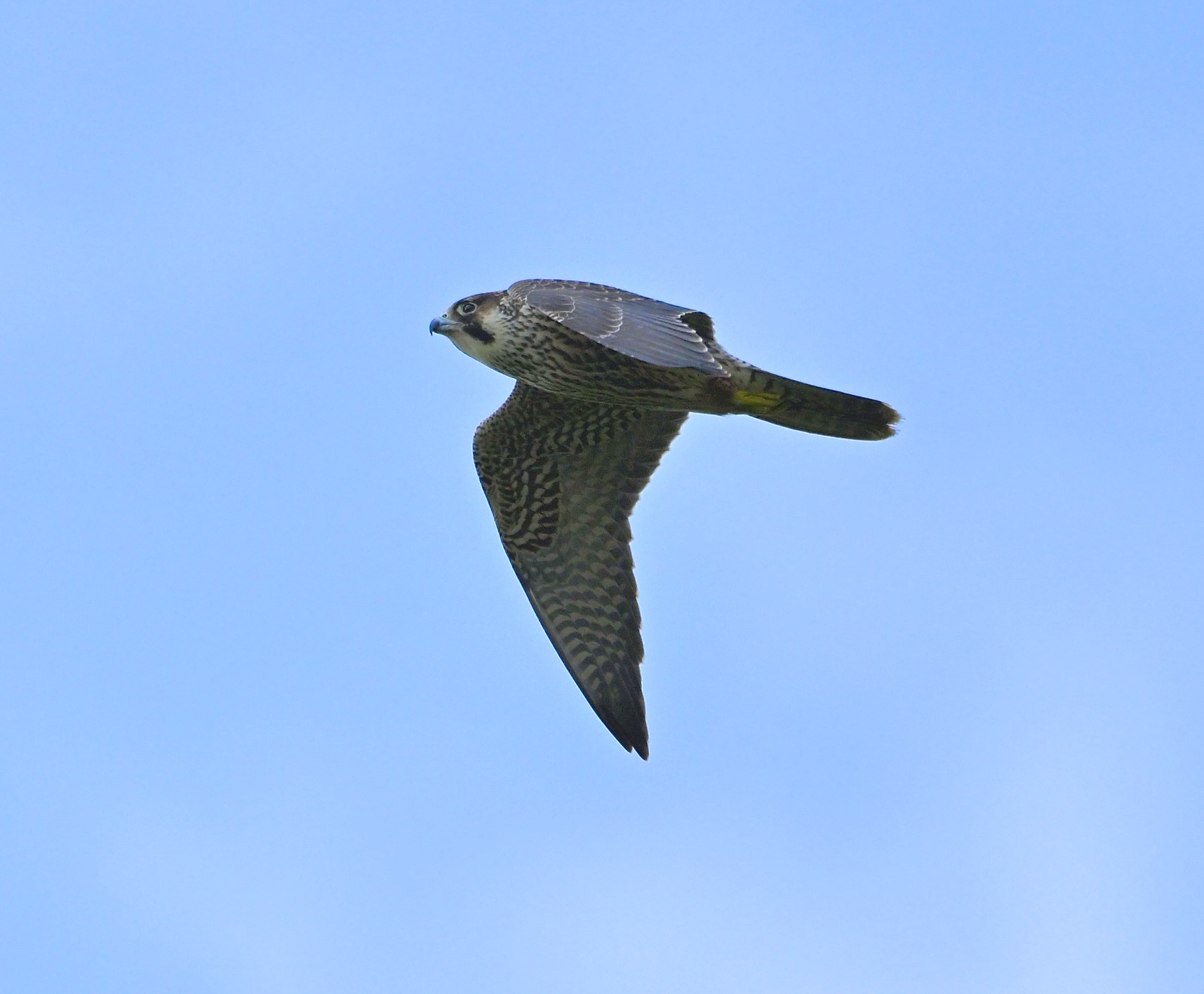 Peregrine - 18-08-2024