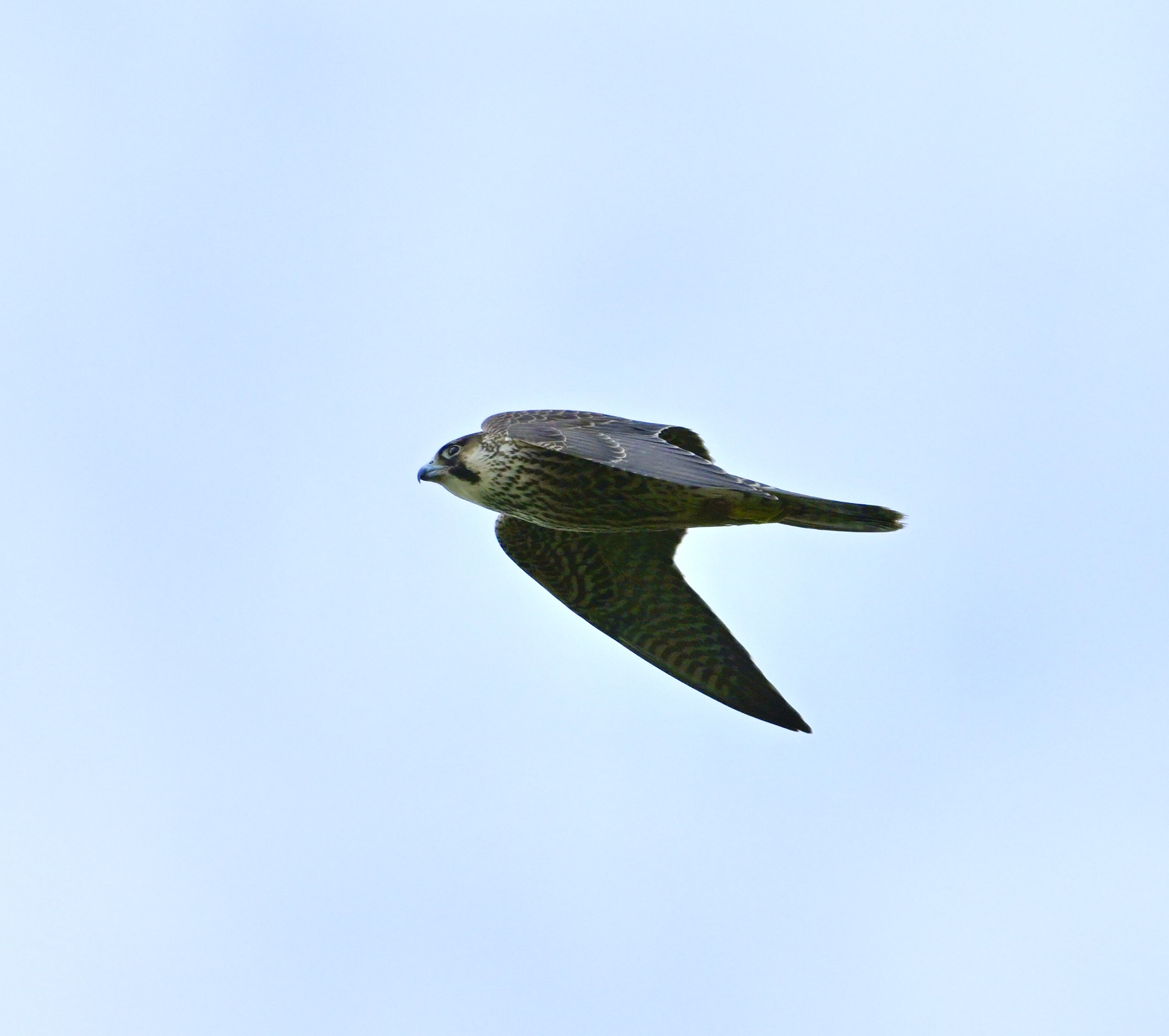 Peregrine - 18-08-2024