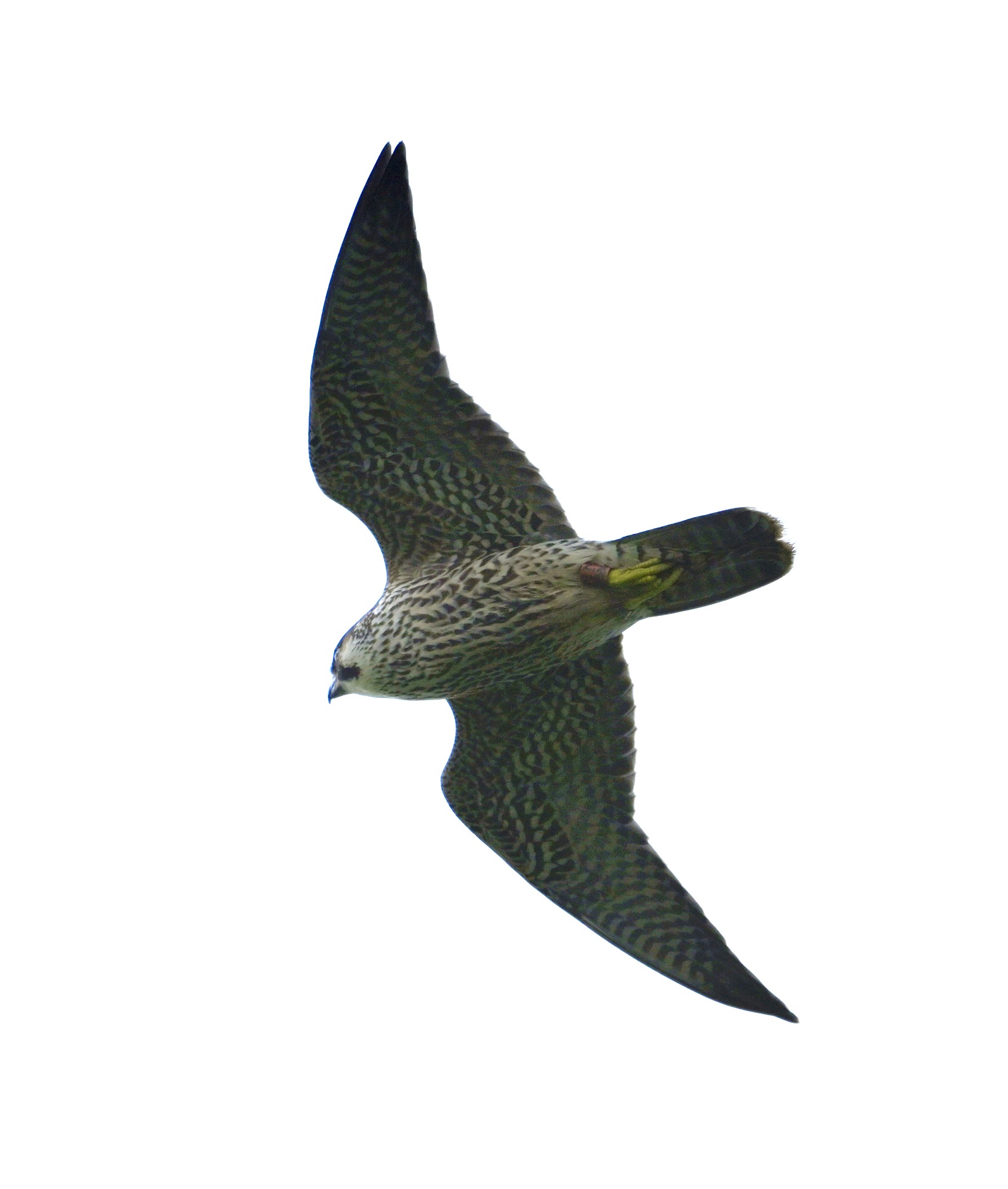 Peregrine - 18-08-2024