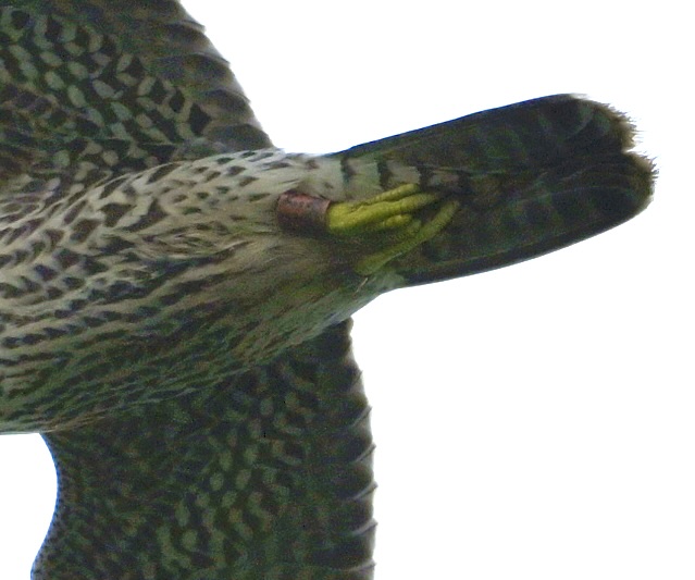 Peregrine - 18-08-2024