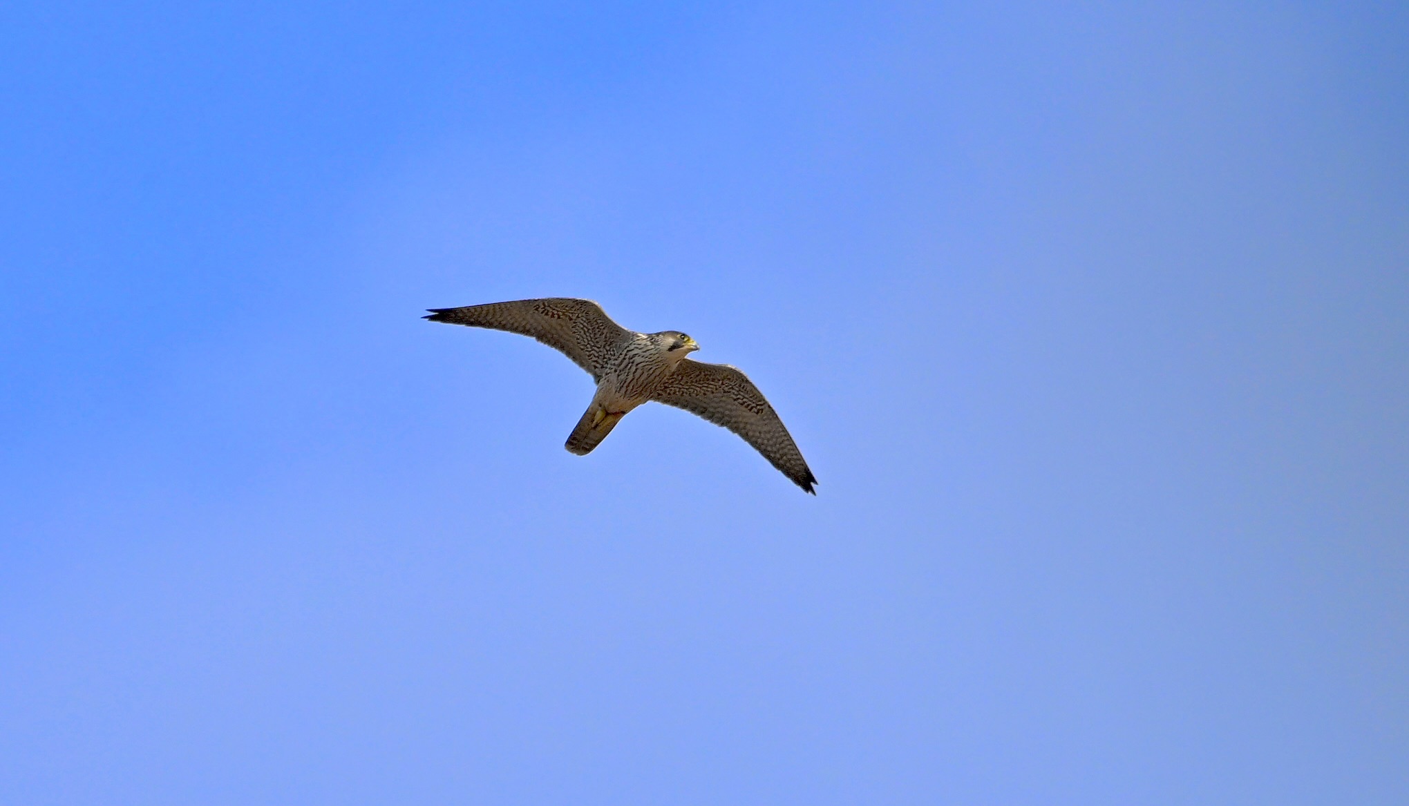 Peregrine - 18-08-2024