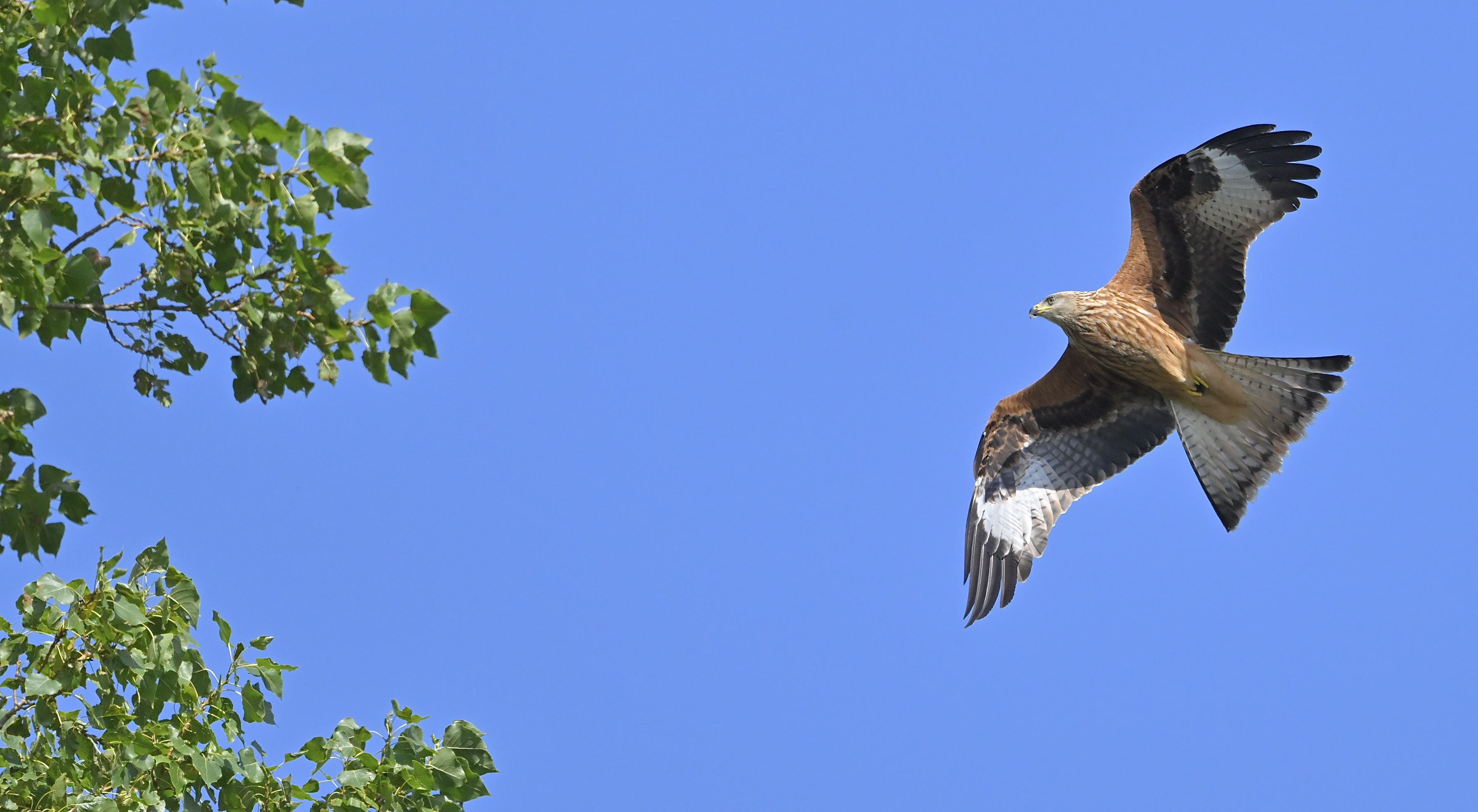 Red Kite - 20-08-2024