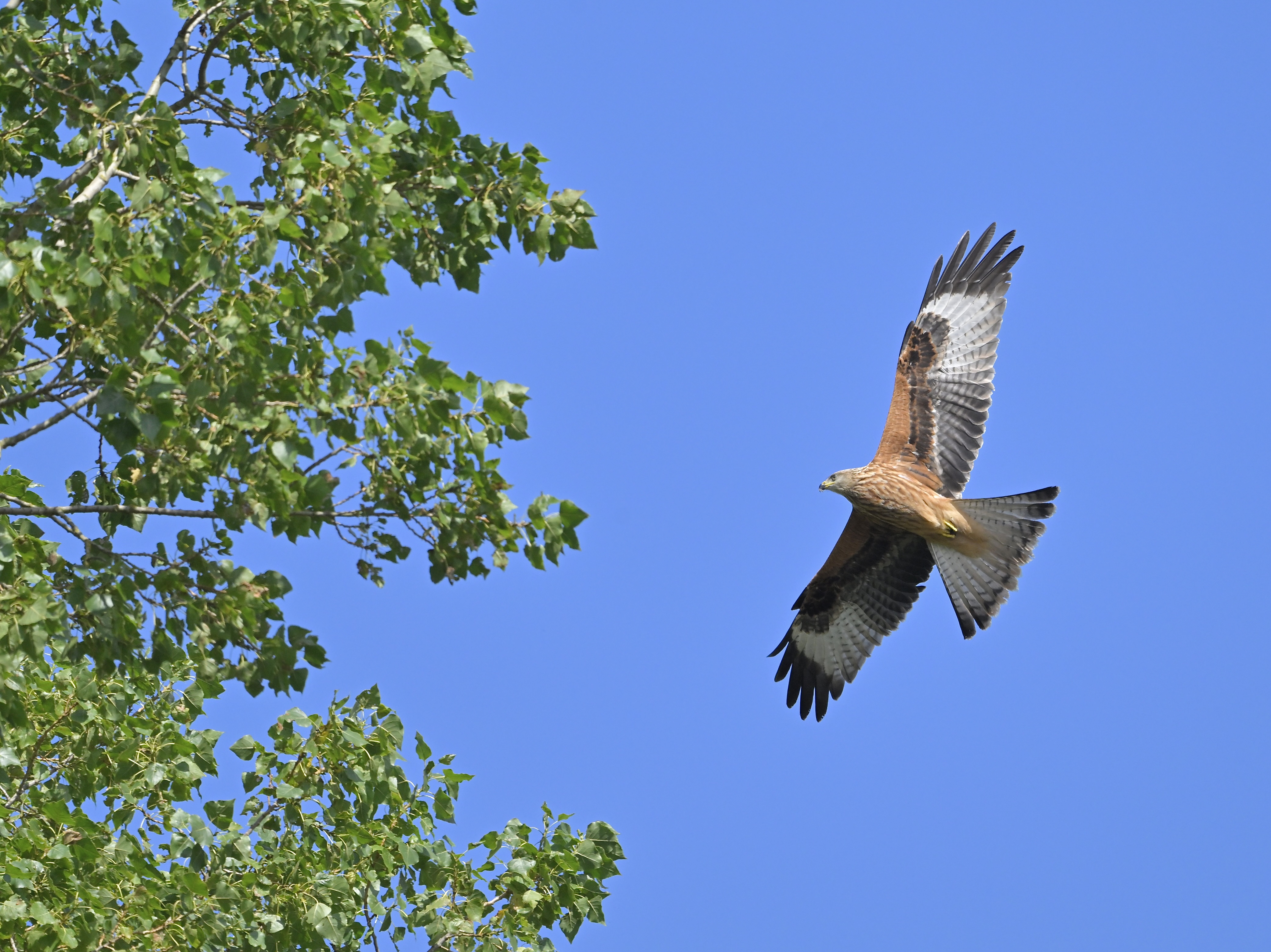 Red Kite - 20-08-2024