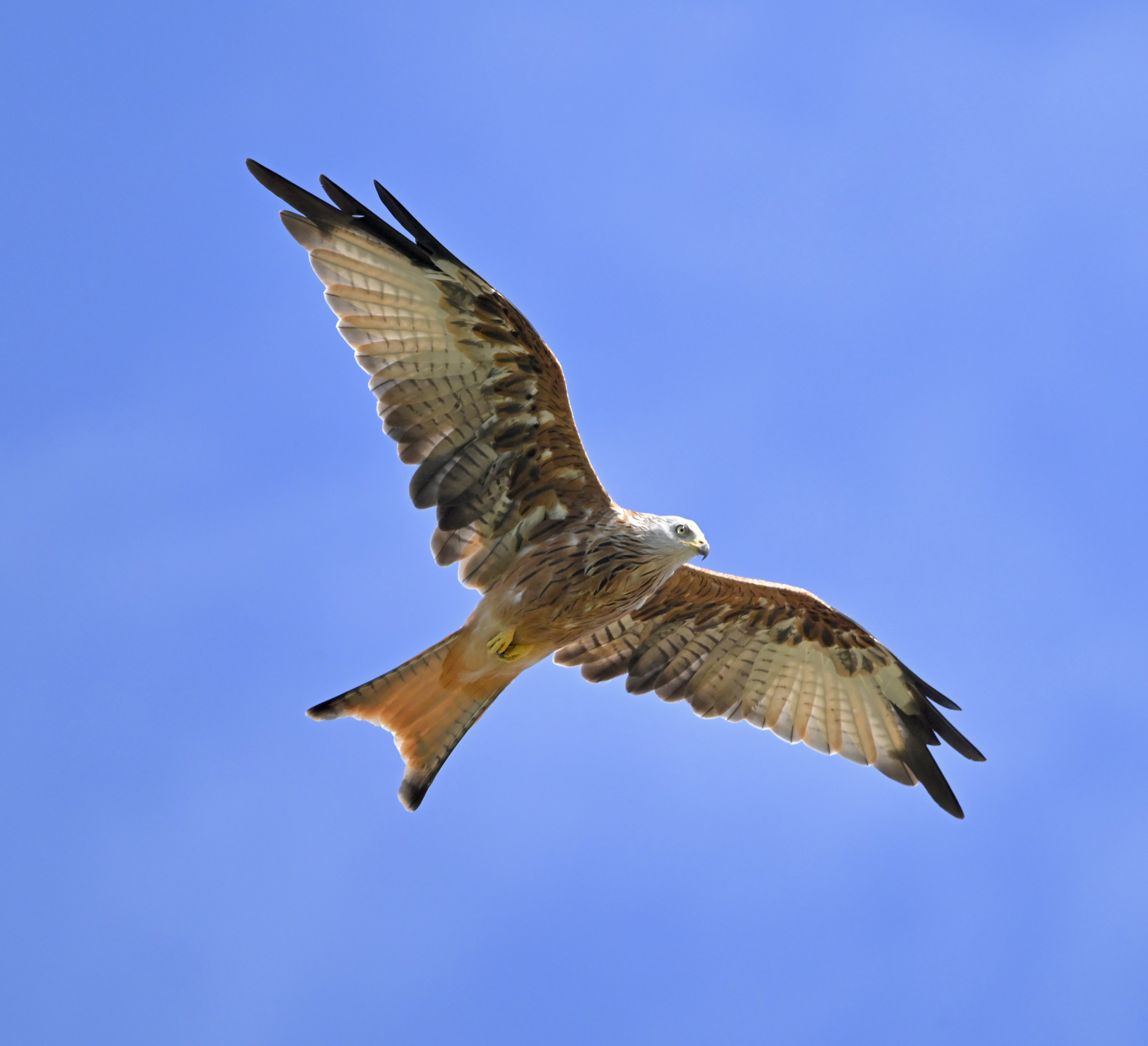 Red Kite - 20-08-2024