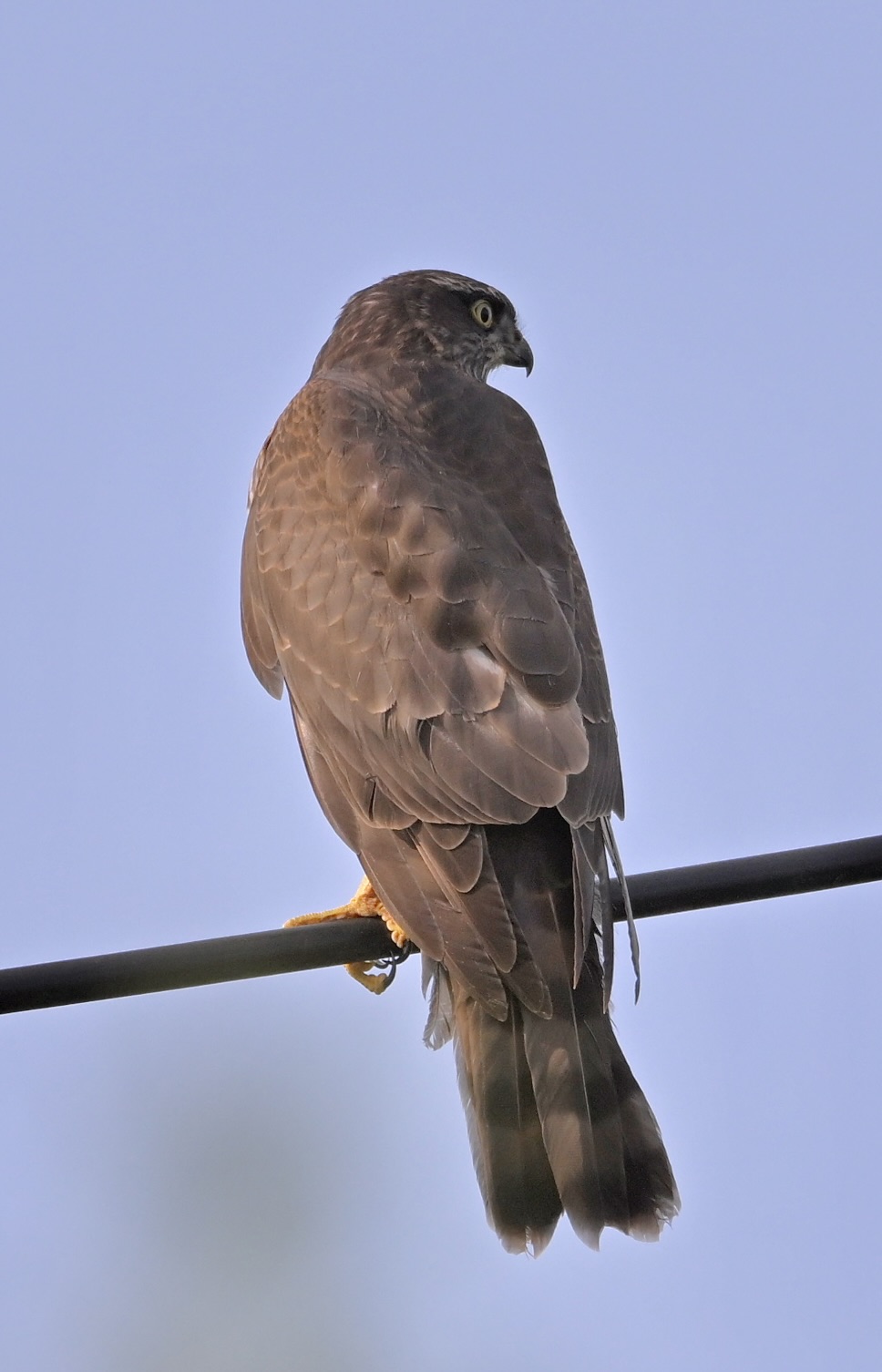 Sparrowhawk - 23-08-2024