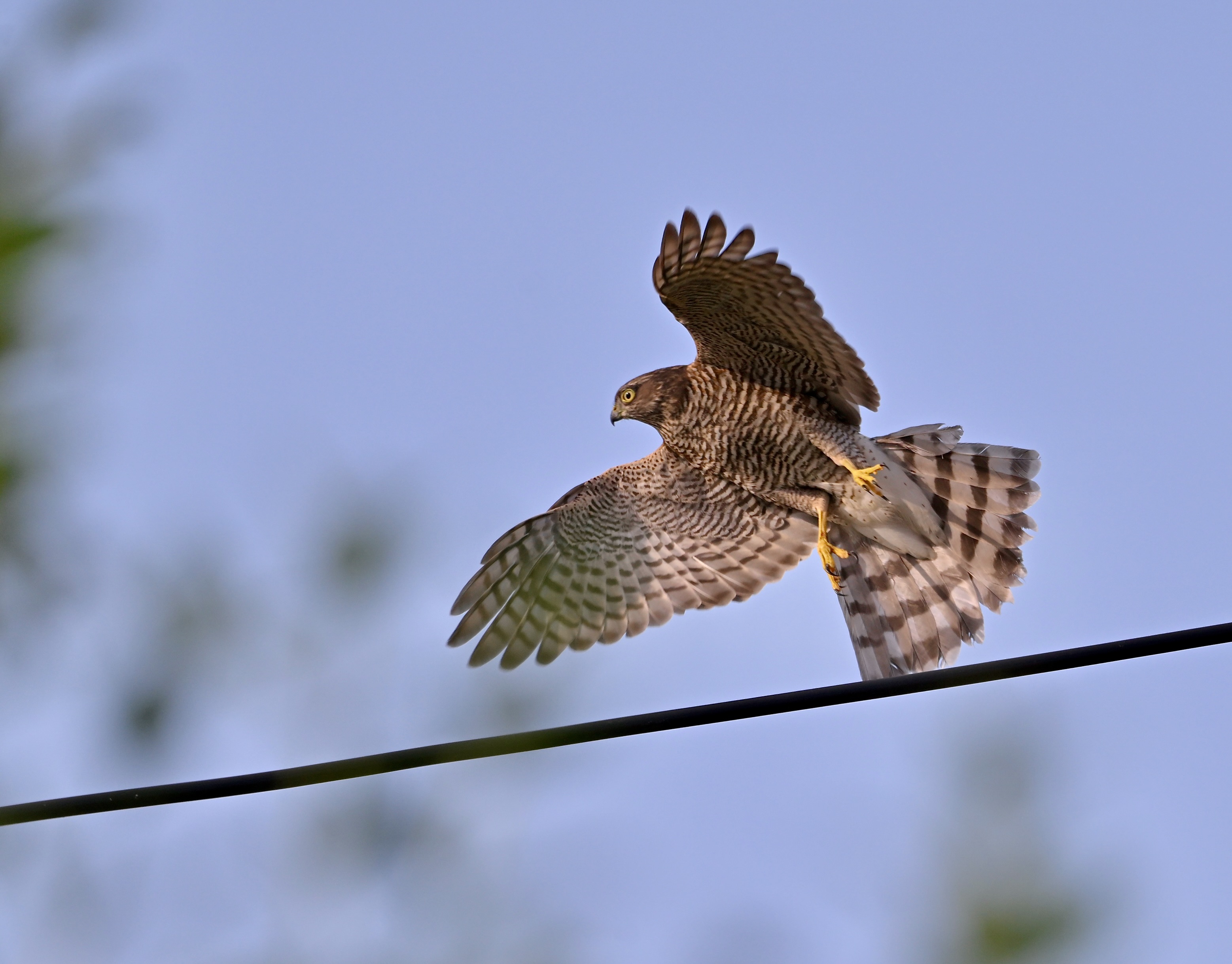 Sparrowhawk - 23-08-2024