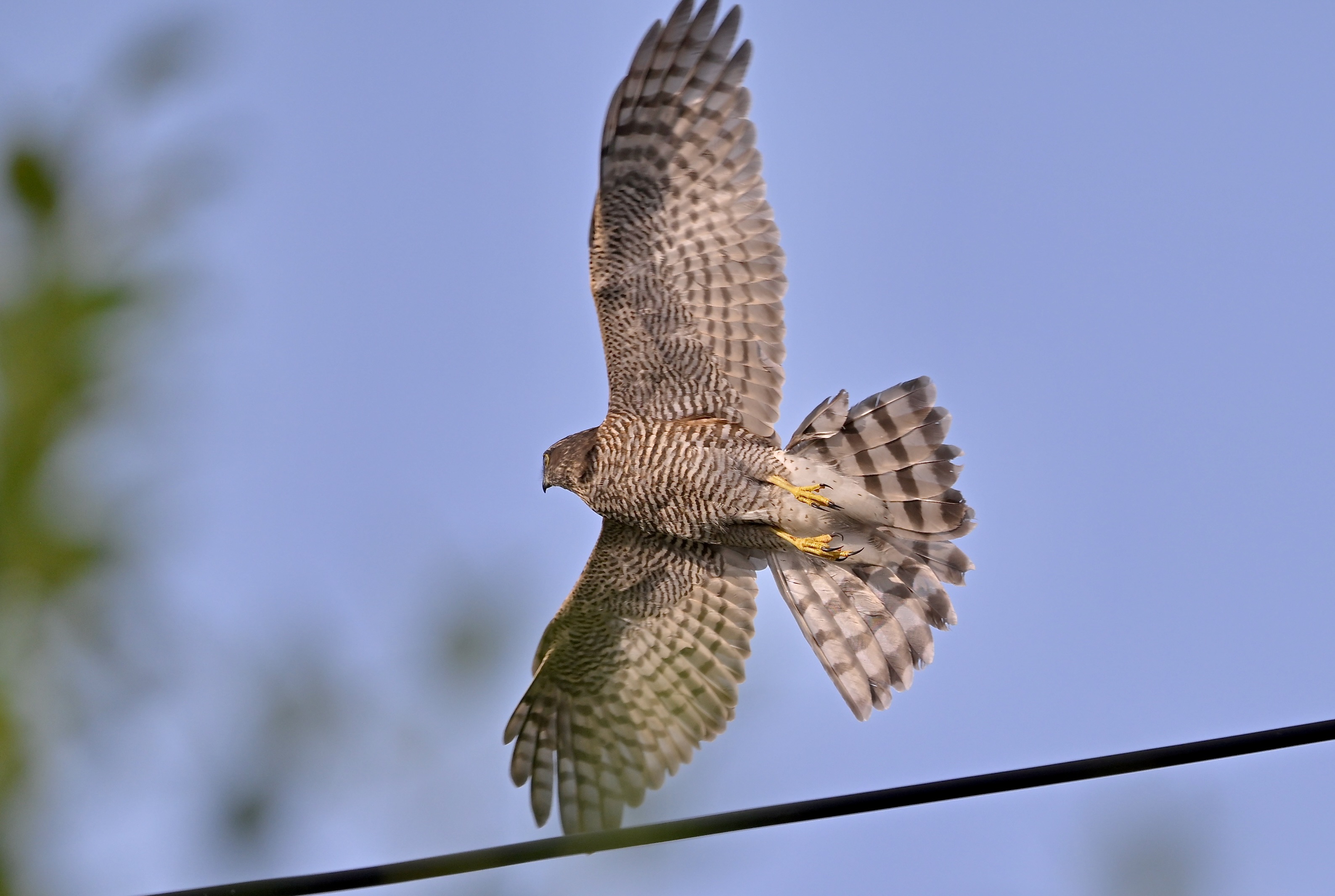 Sparrowhawk - 23-08-2024