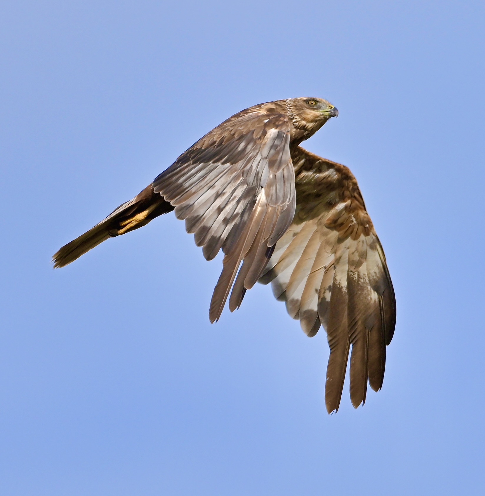 Marsh Harrier - 23-08-2024