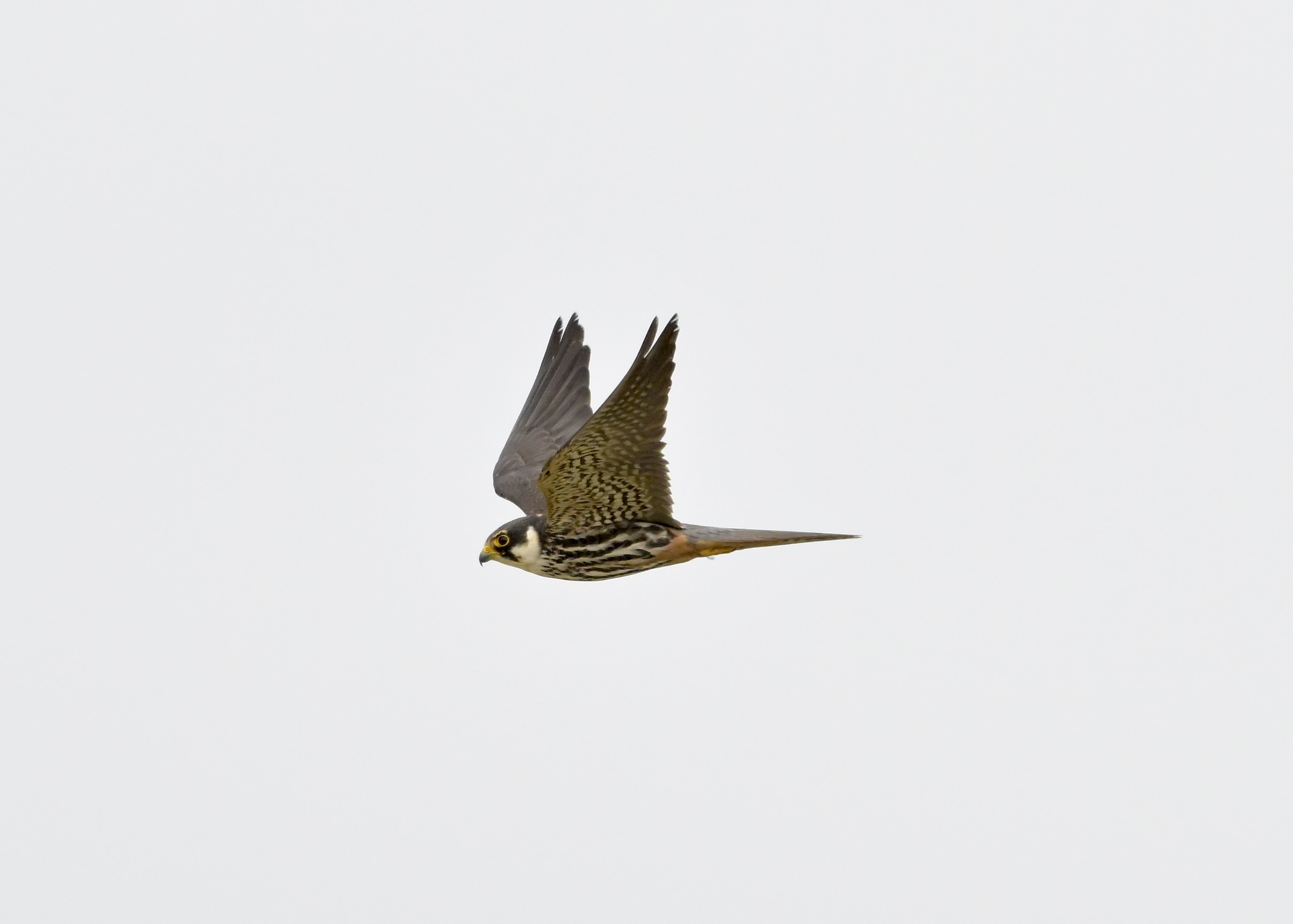 Hobby - 15-07-2026