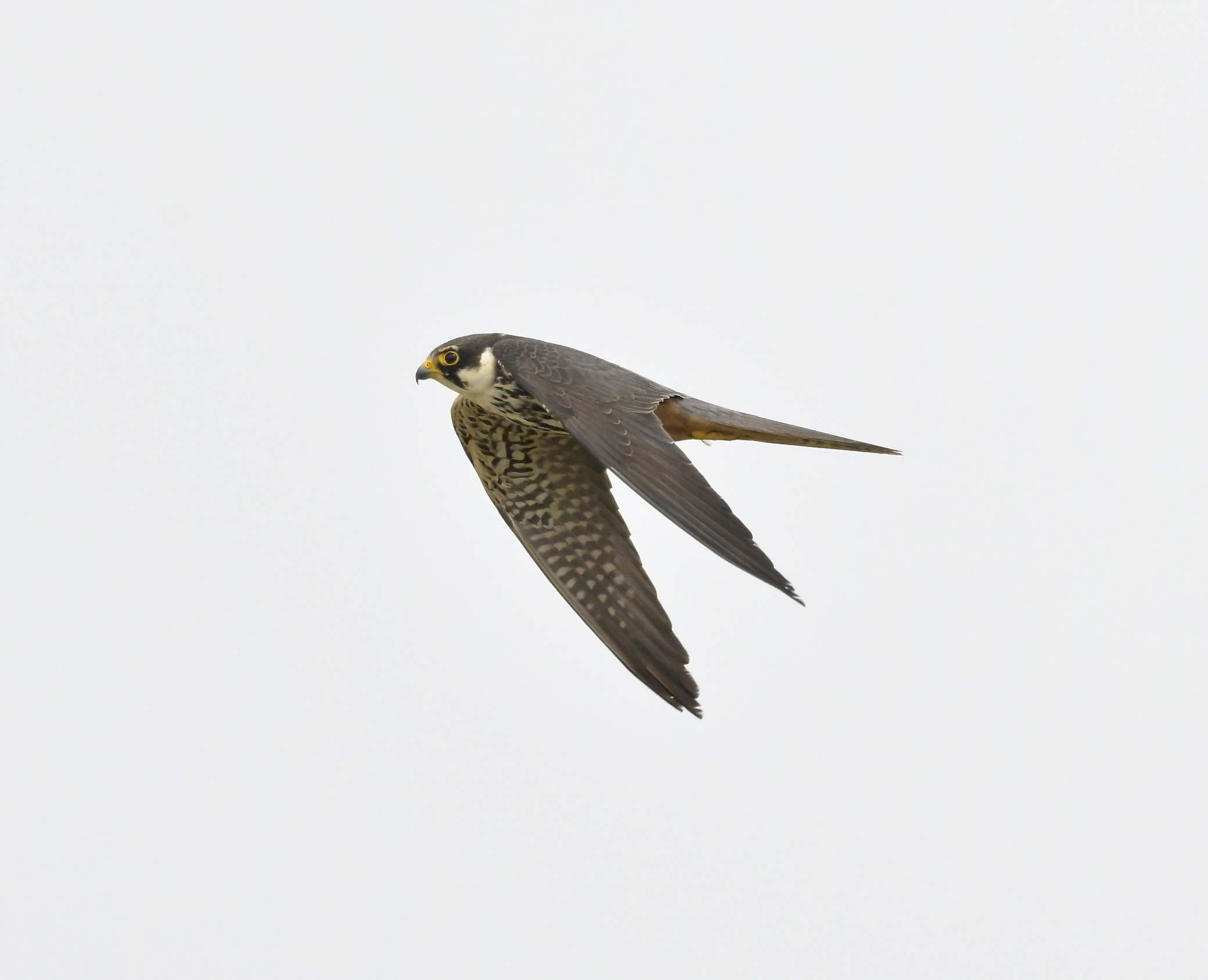 Hobby - 15-07-2026