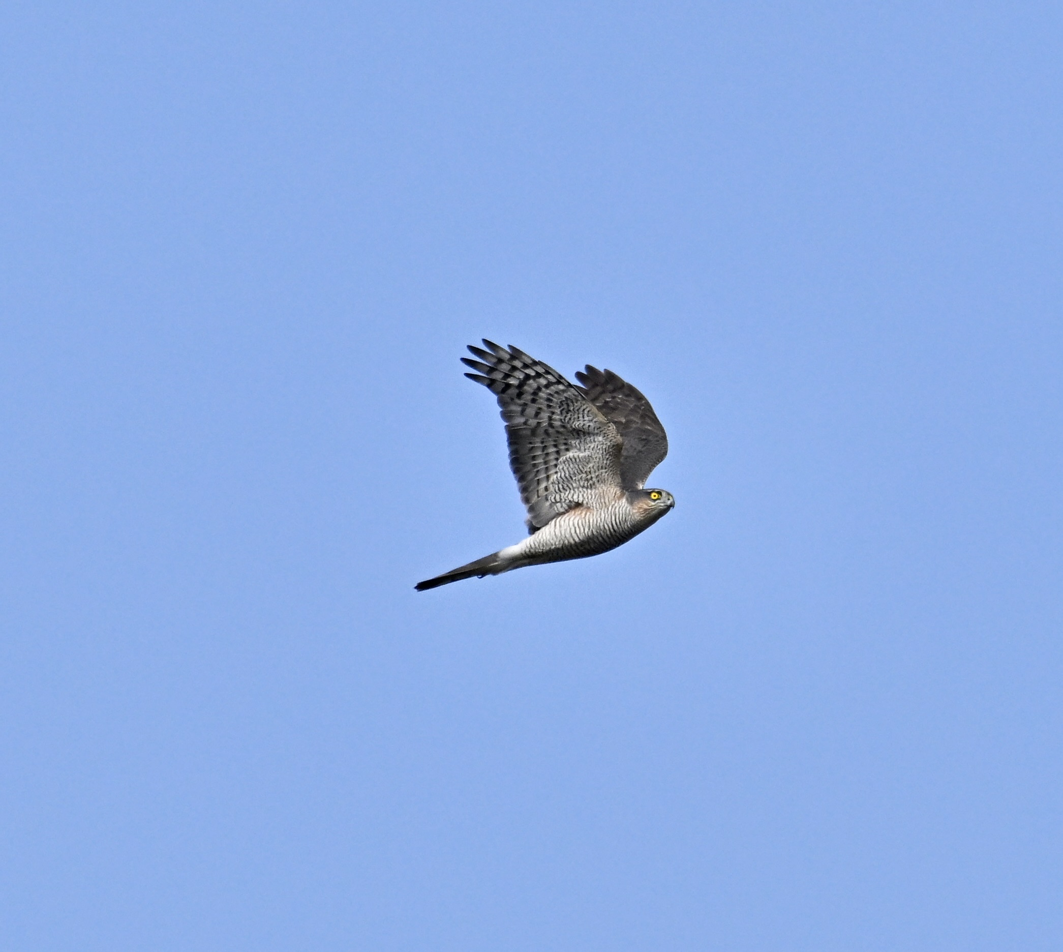 Sparrowhawk - 08-03-2024