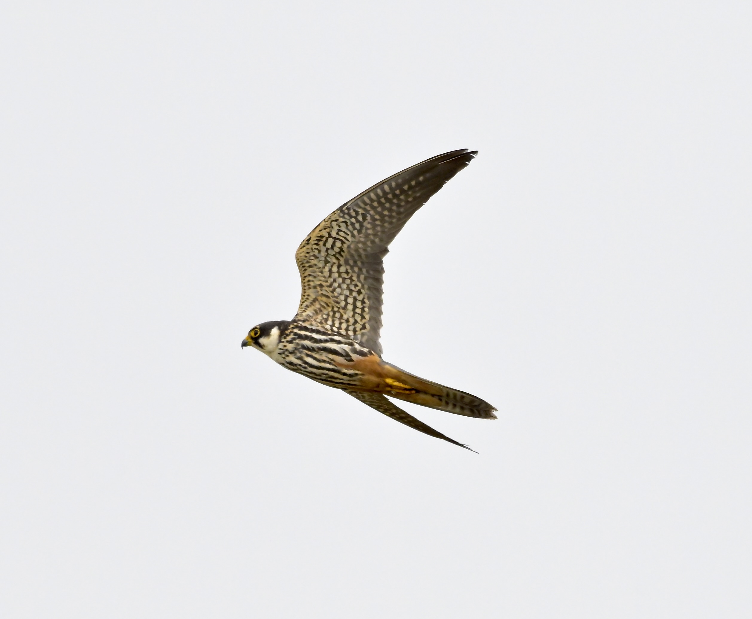 Hobby - 15-07-2026