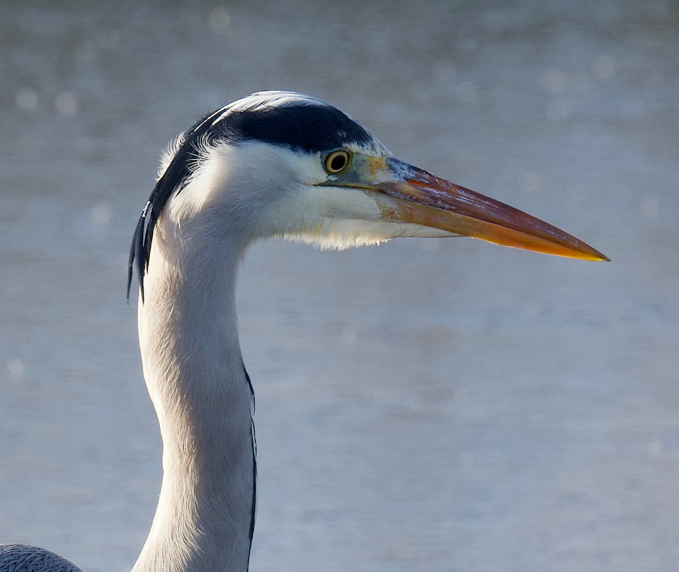 Grey Heron - 17-12-2022