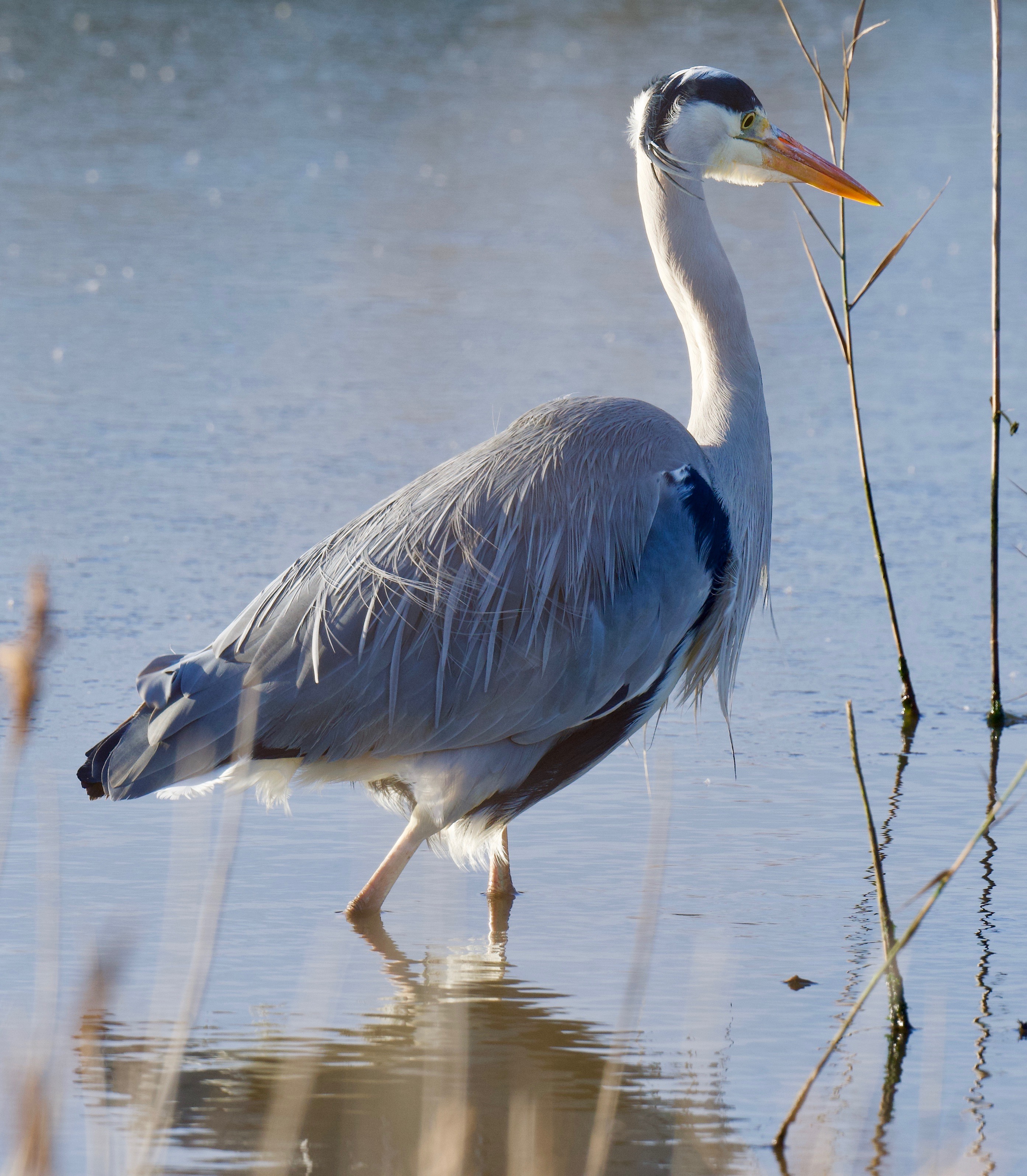 Grey Heron - 17-12-2022