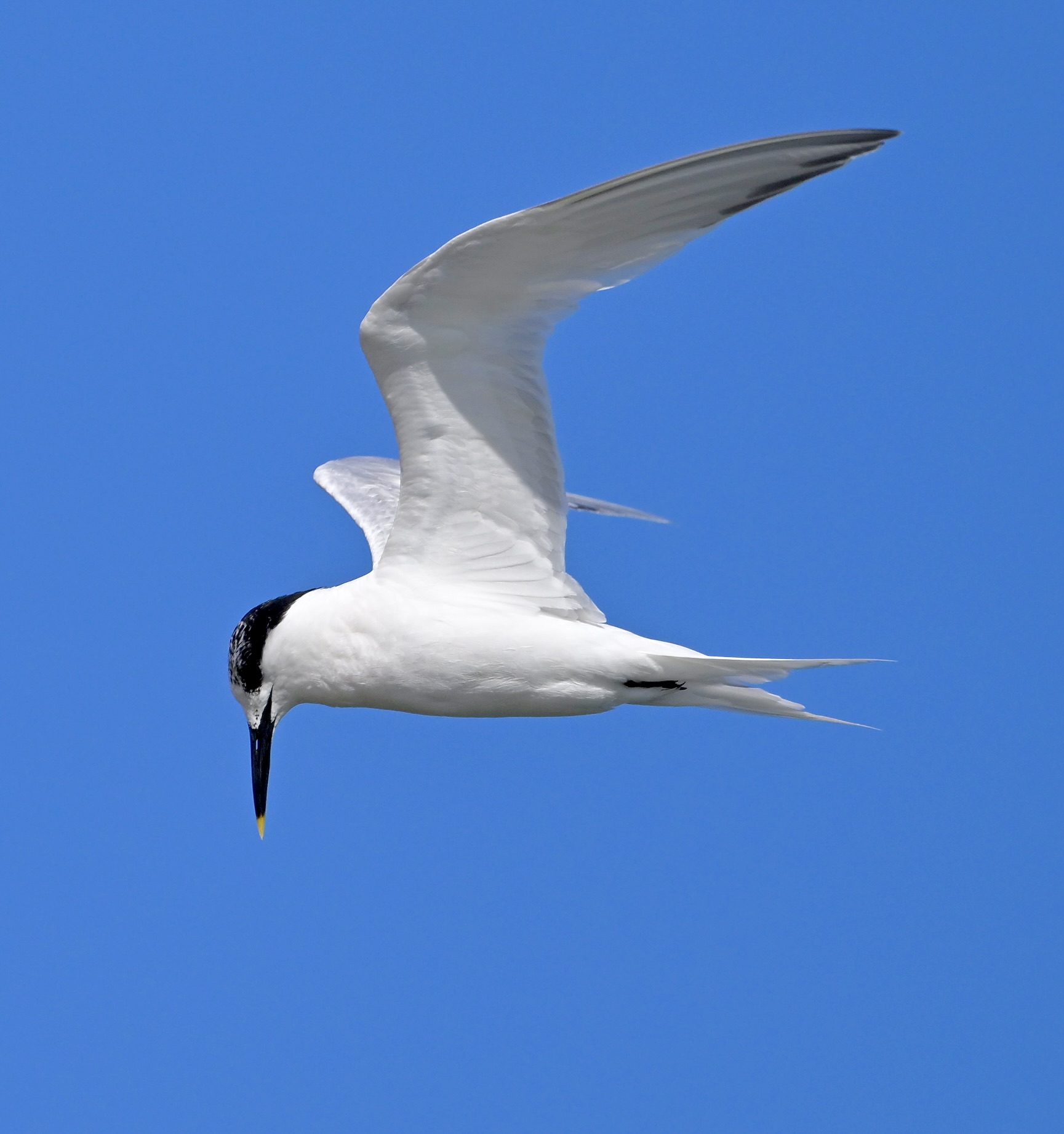 Sandwich Tern - 25-08-2024