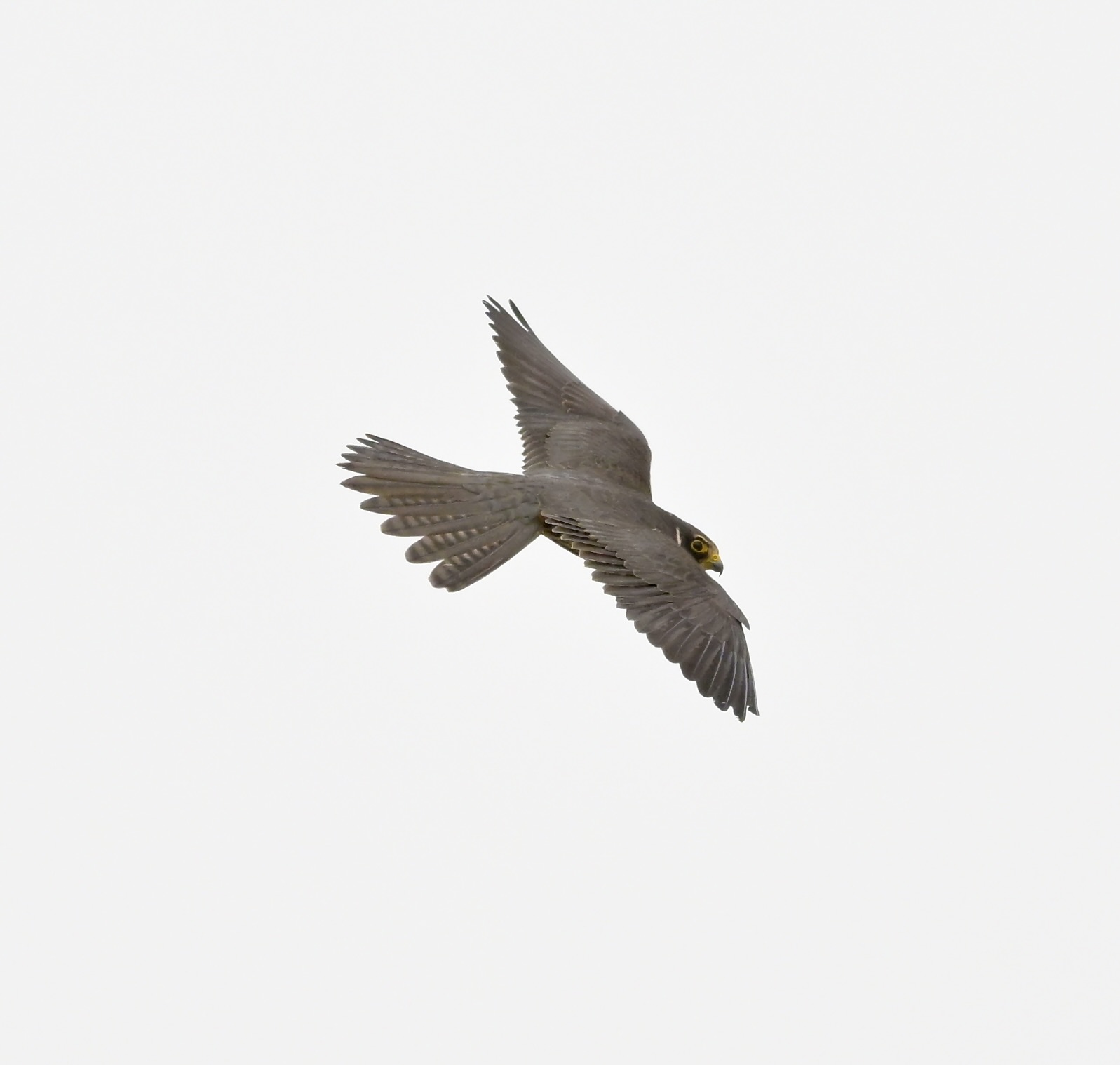 Hobby - 15-07-2026