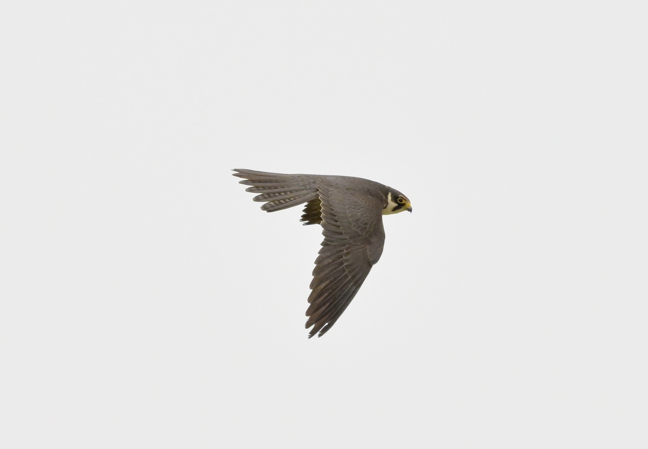 Hobby - 15-07-2026
