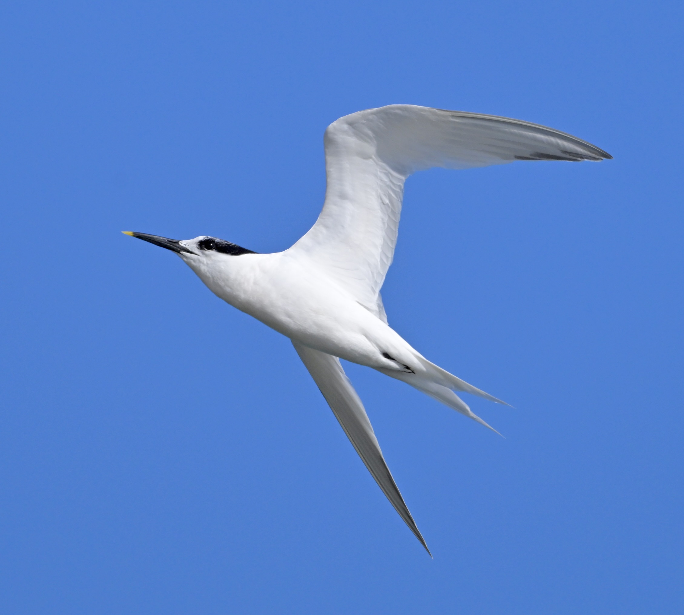 Sandwich Tern - 25-08-2024