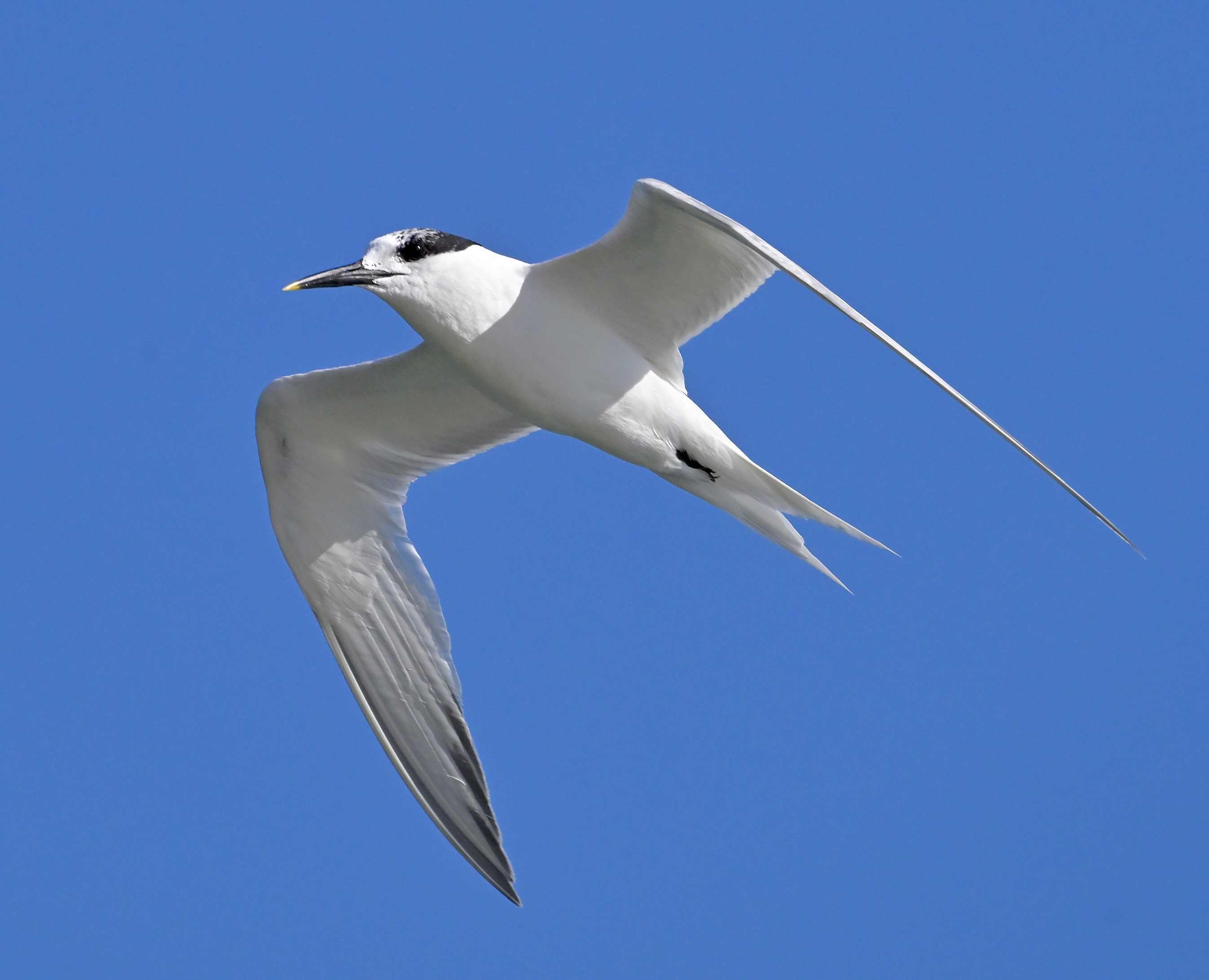 Sandwich Tern - 25-08-2024