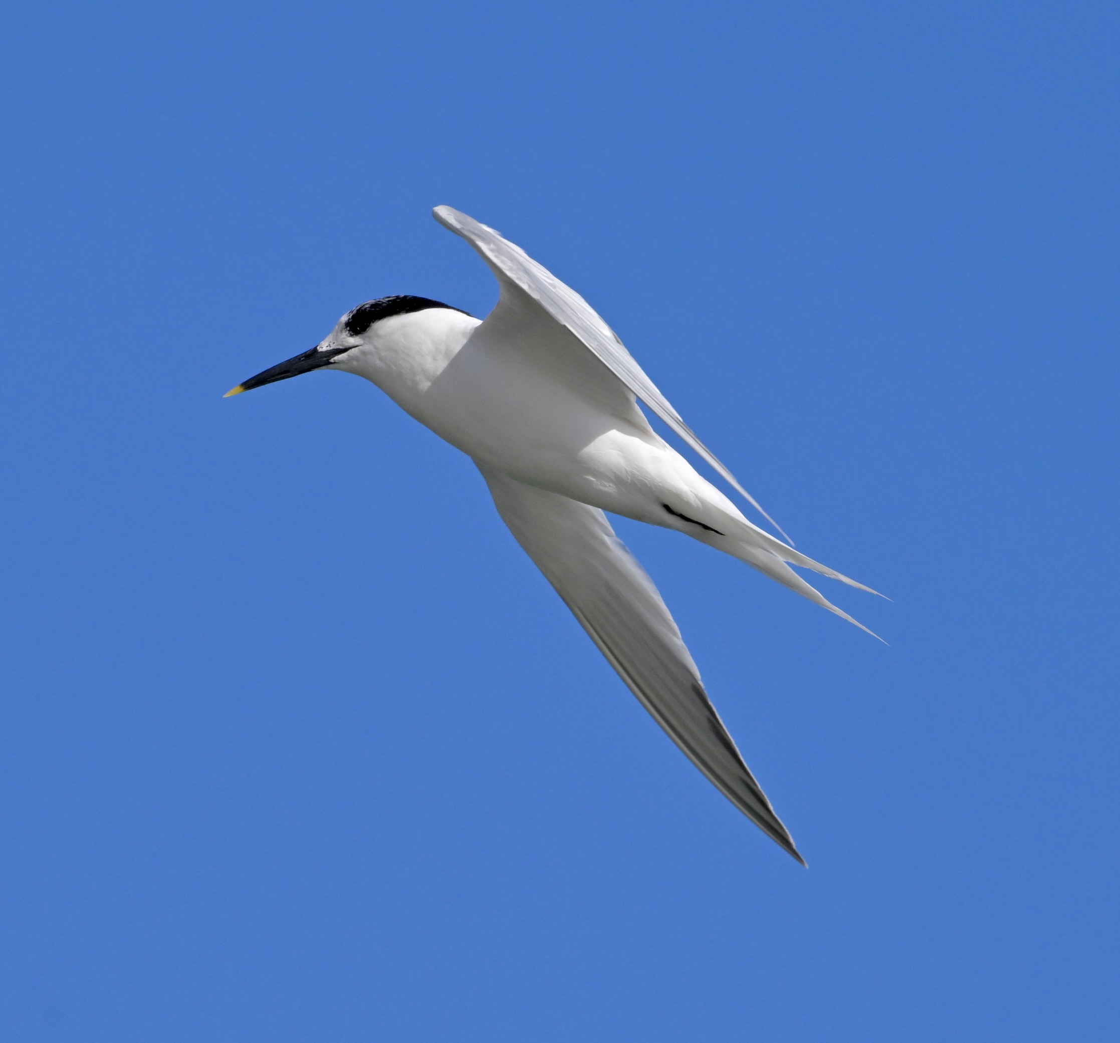 Sandwich Tern - 25-08-2024