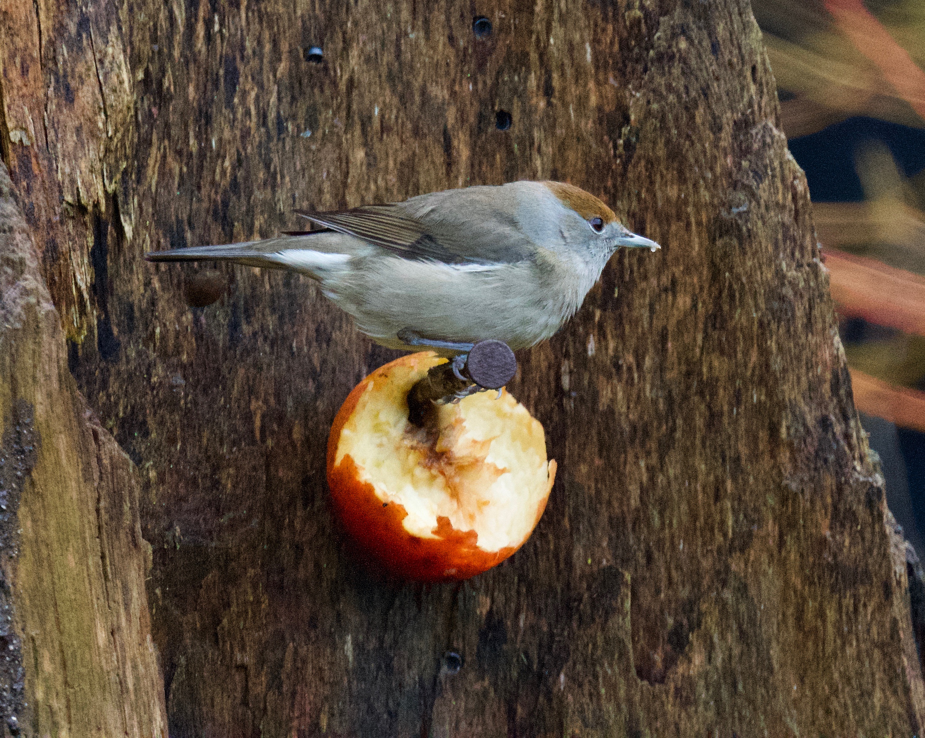 Blackcap - 25-12-2022