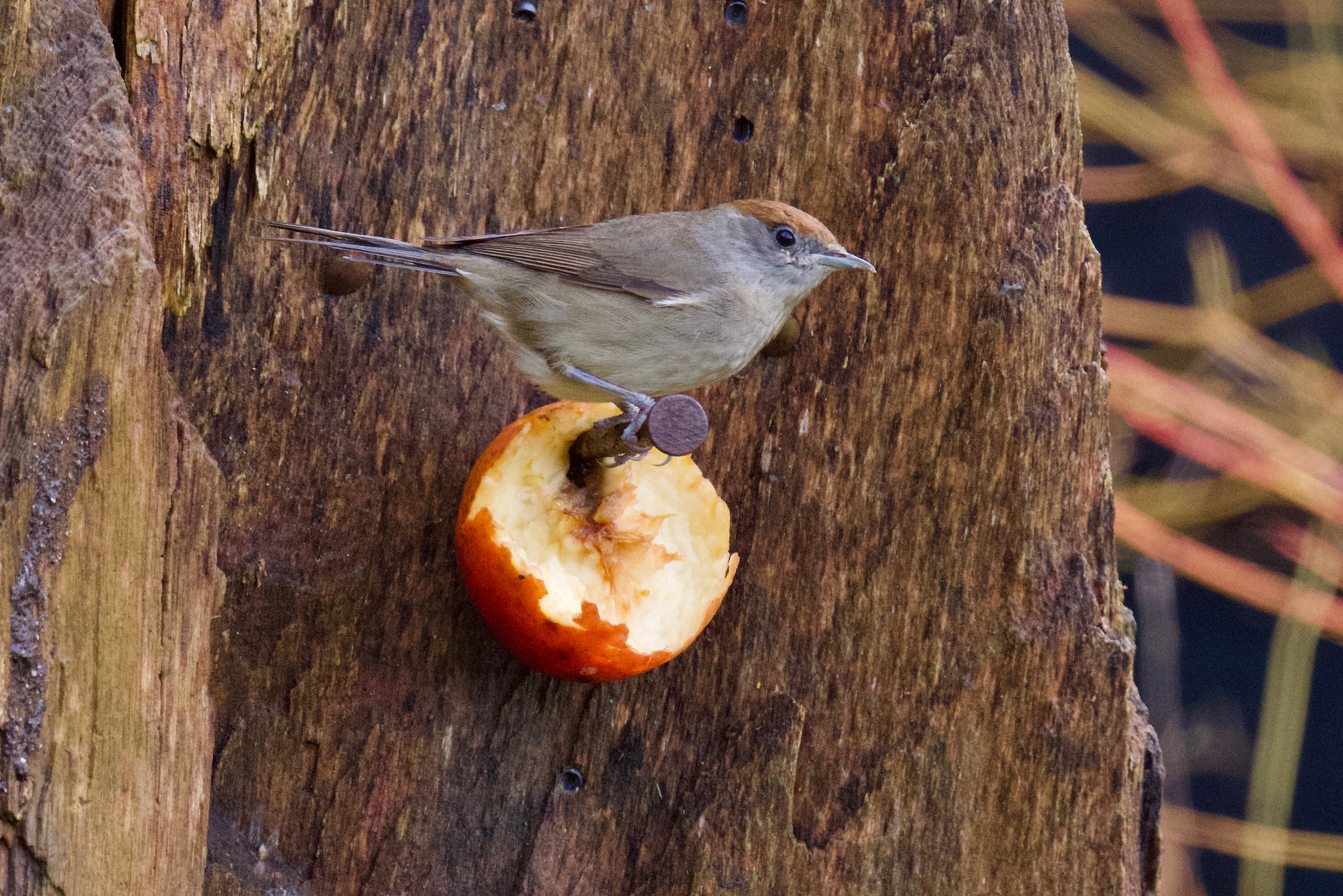 Blackcap - 25-12-2022