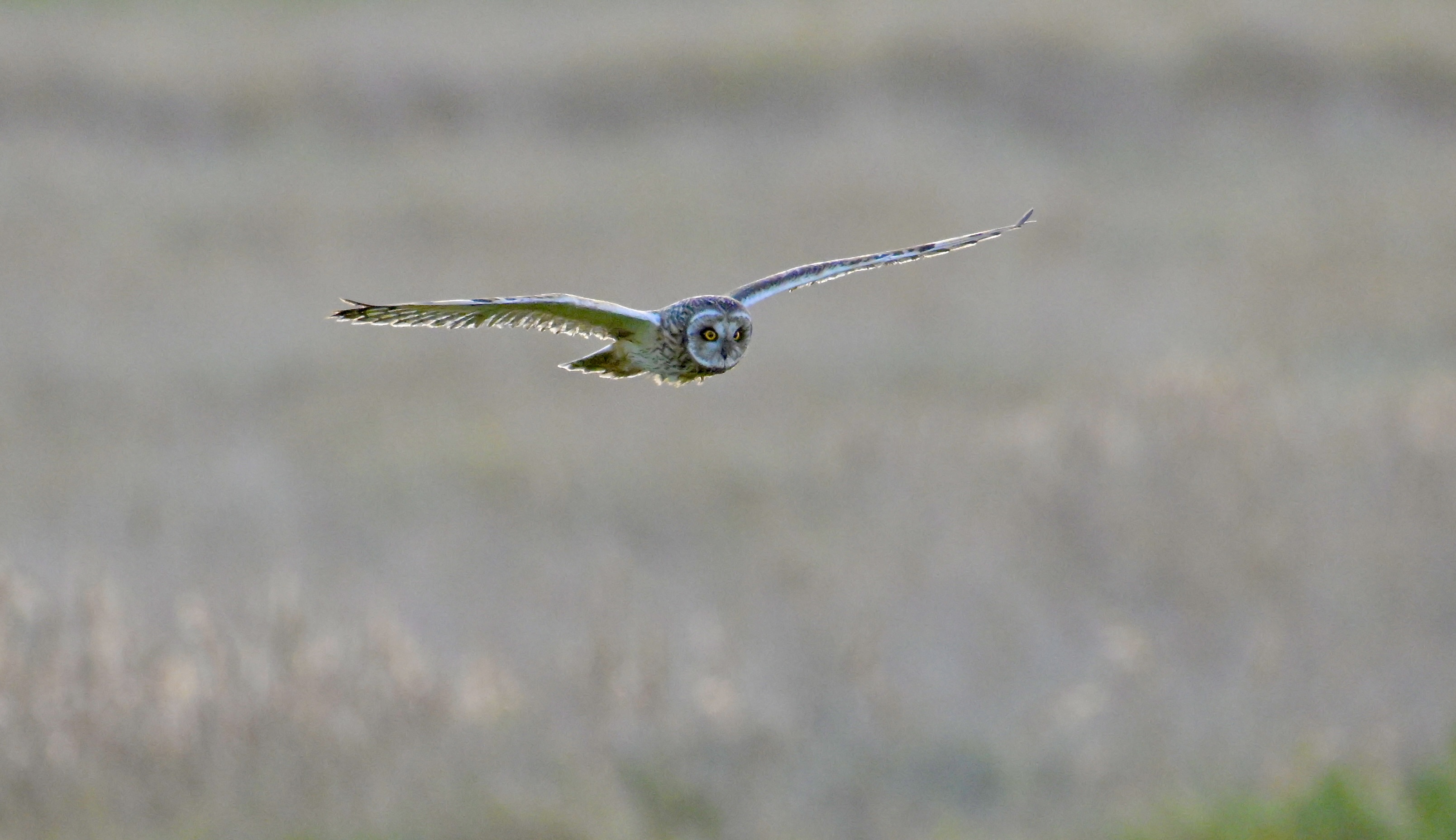 Short-eared Owl - 06-12-2023