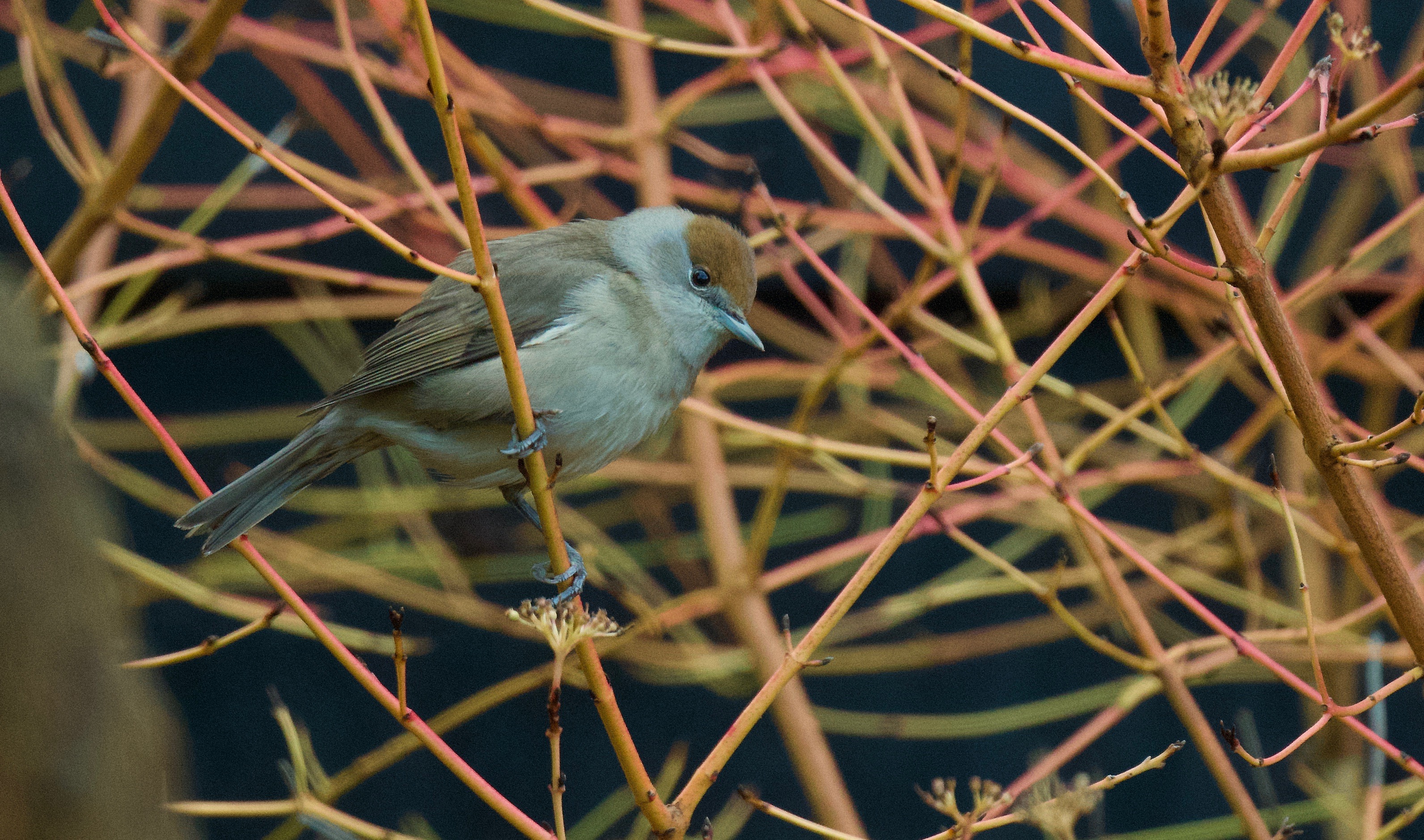 Blackcap - 25-12-2022