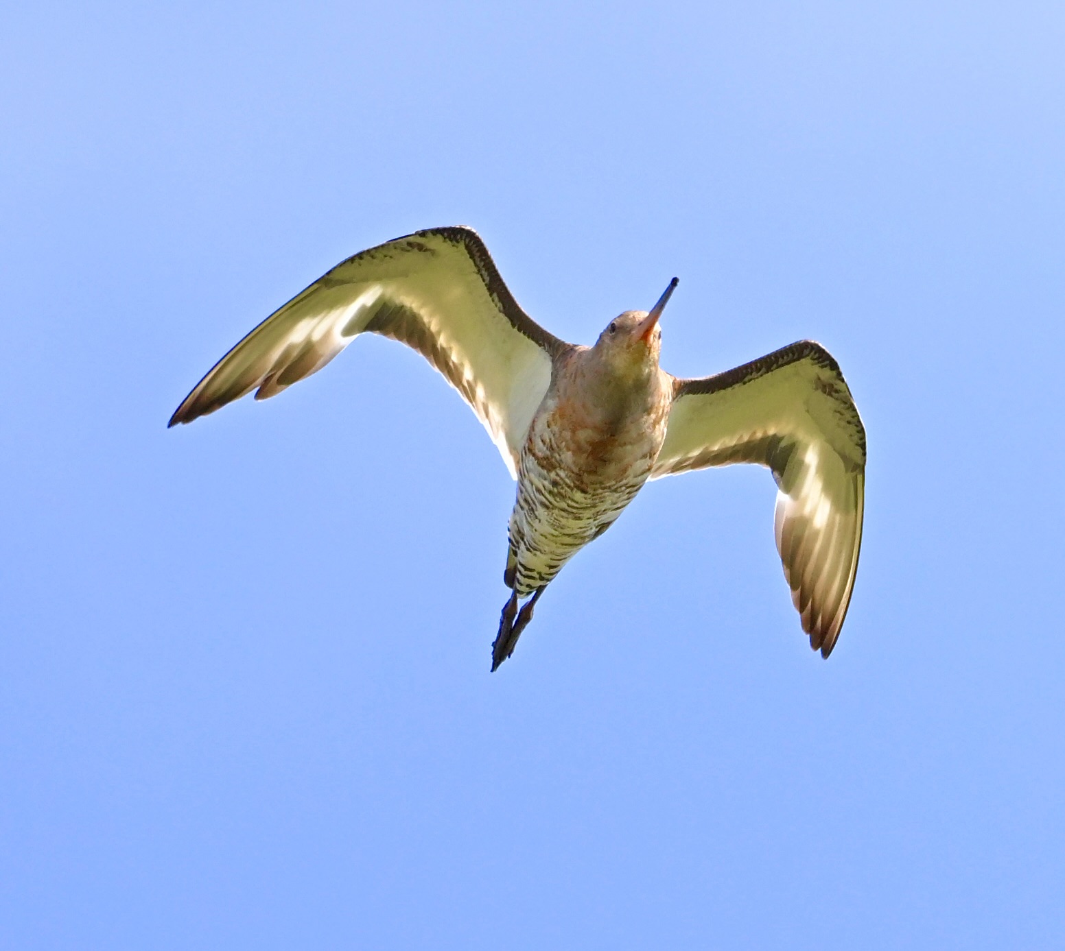 Black-tailed Godwit - 26-08-2024