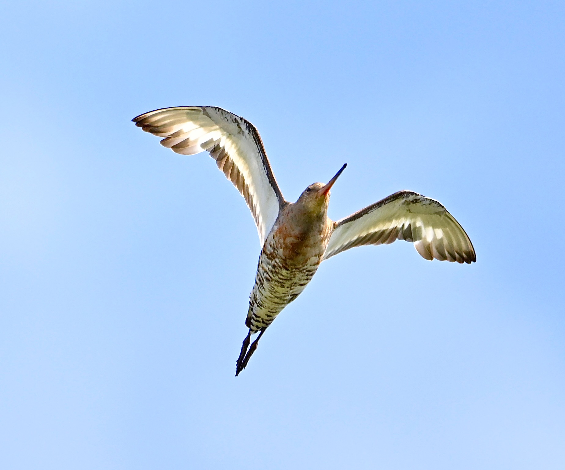 Black-tailed Godwit - 26-08-2024