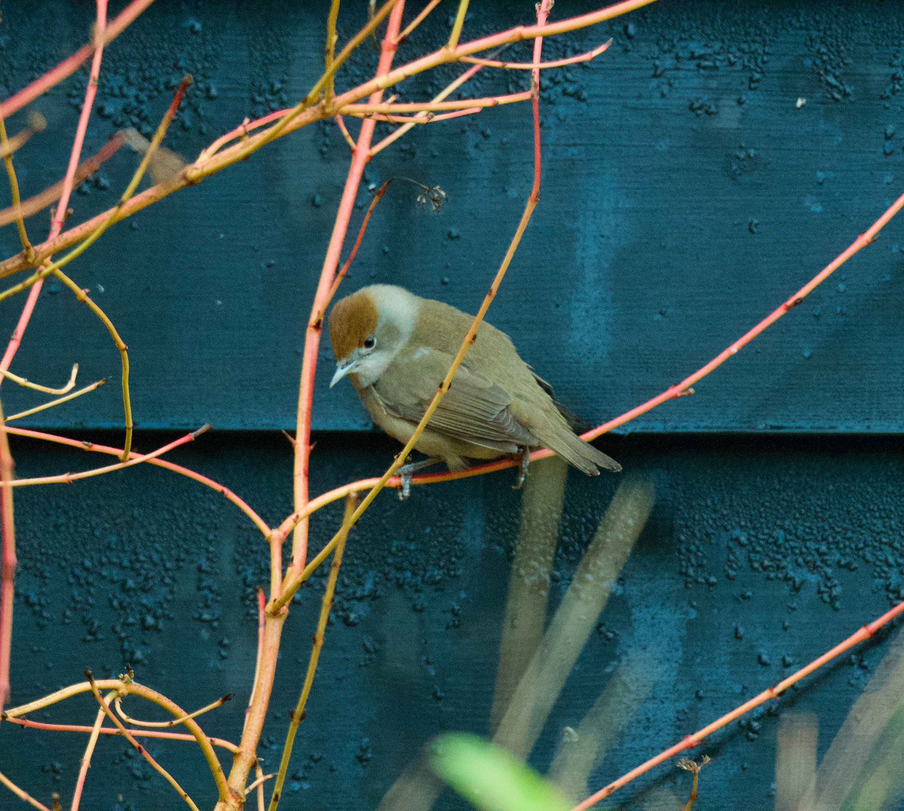 Blackcap - 25-12-2022