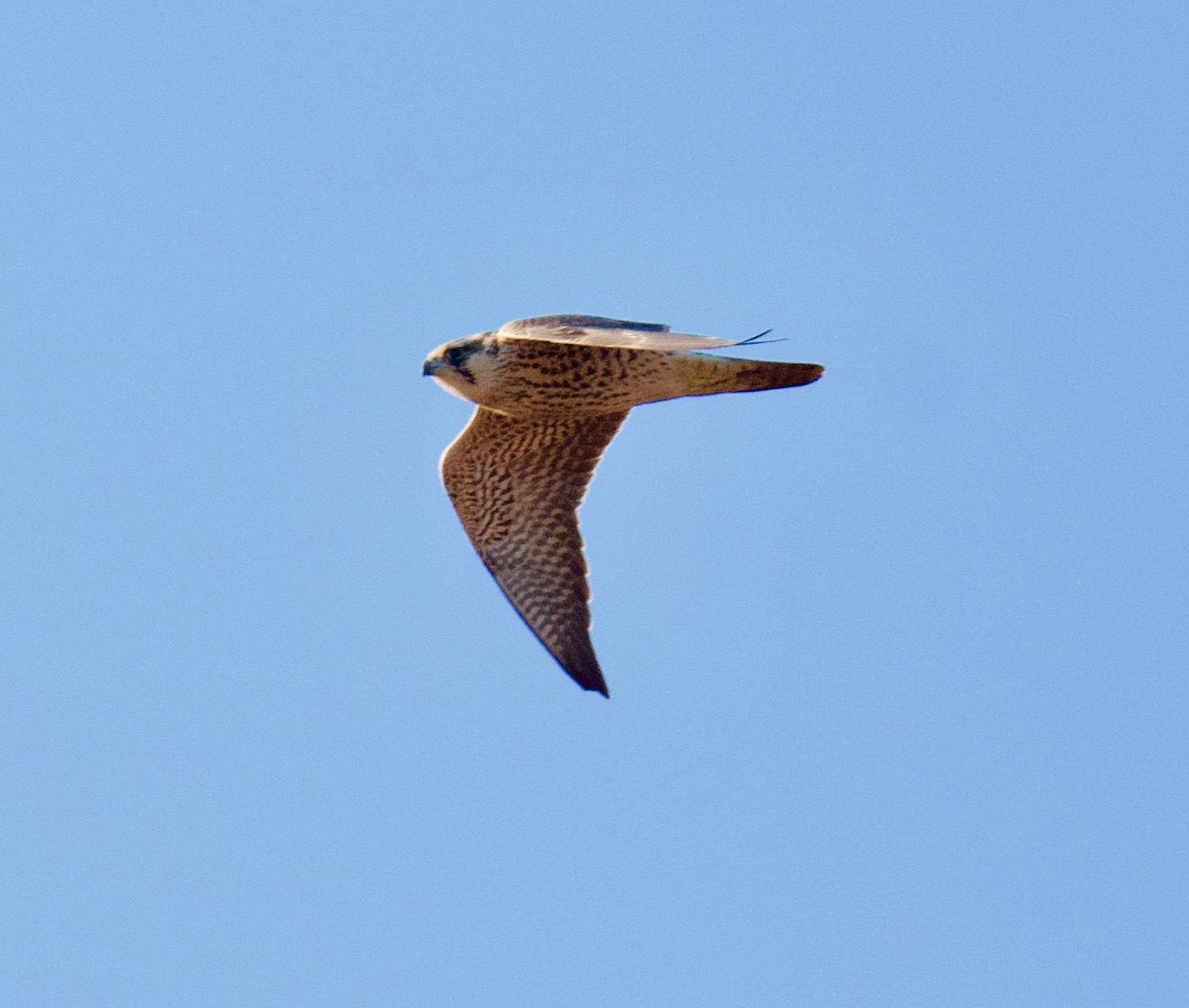 Peregrine - 26-12-2022