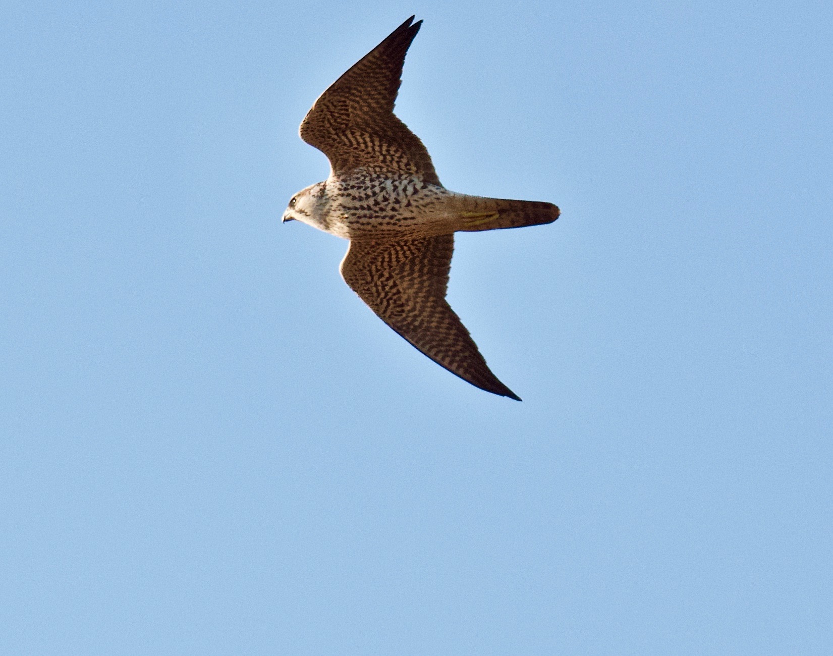 Peregrine - 26-12-2022