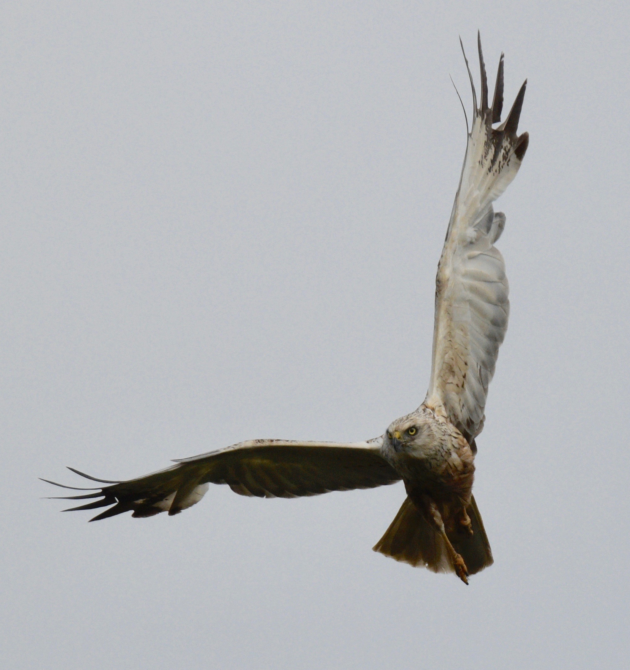 Marsh Harrier - 28-07-2023