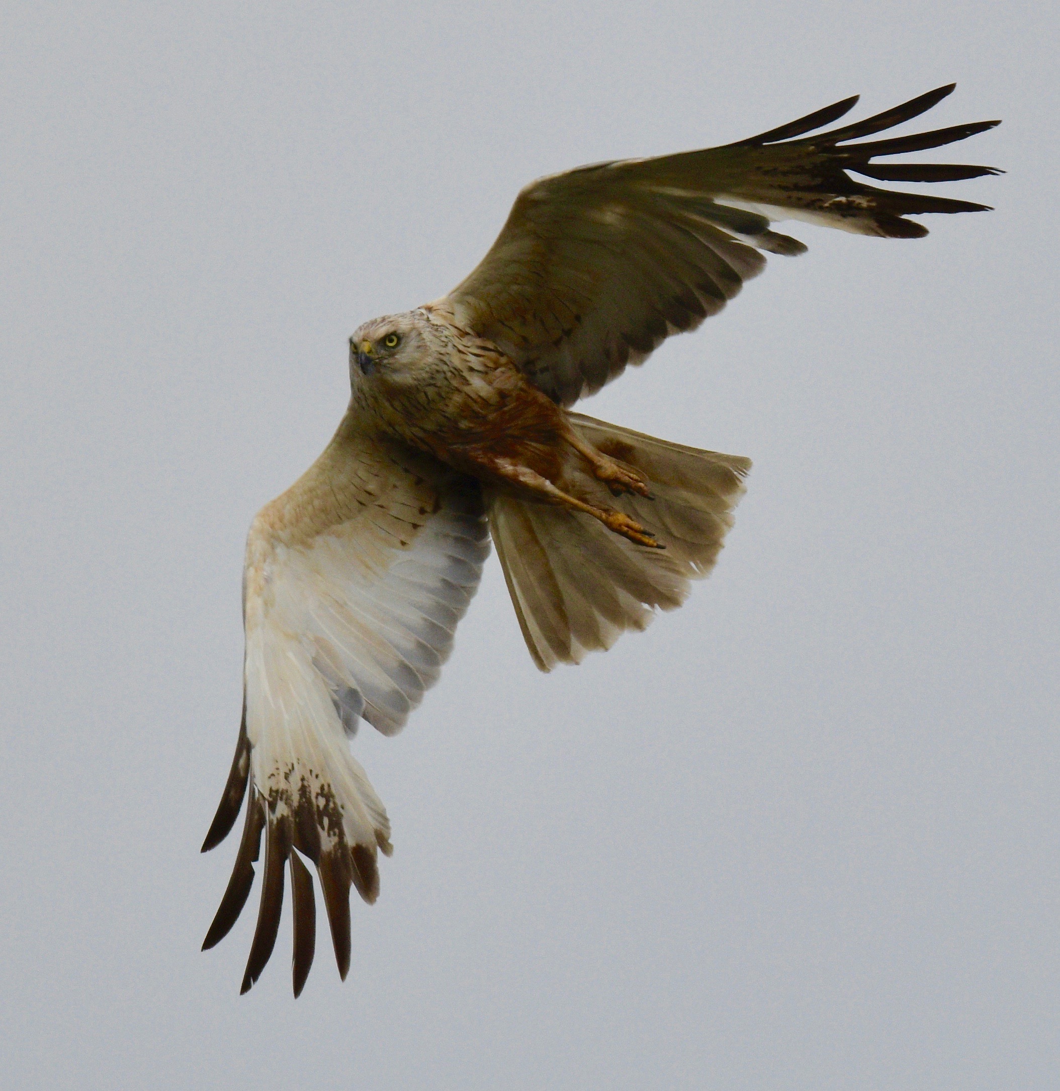 Marsh Harrier - 28-07-2023