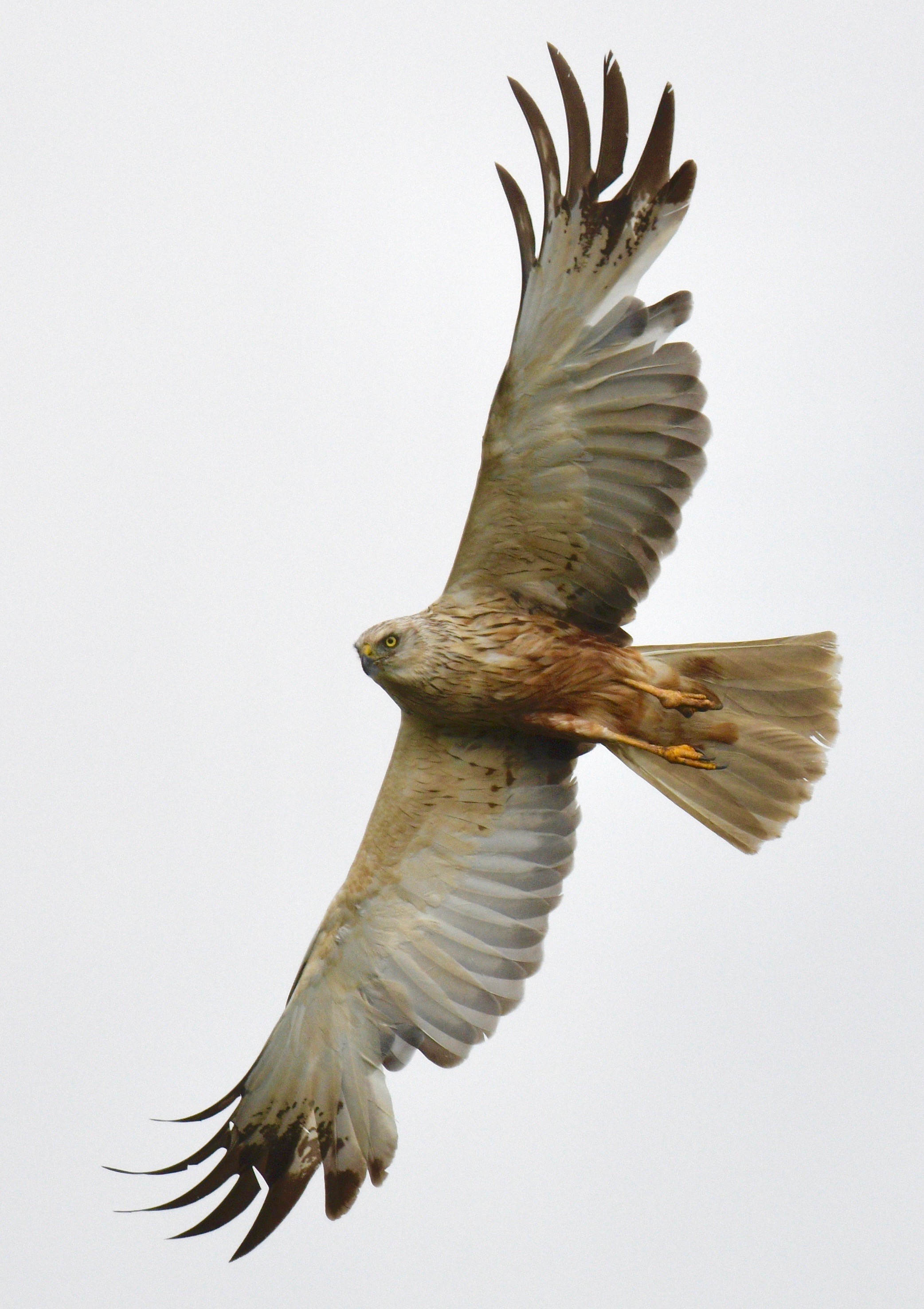 Marsh Harrier - 28-07-2023