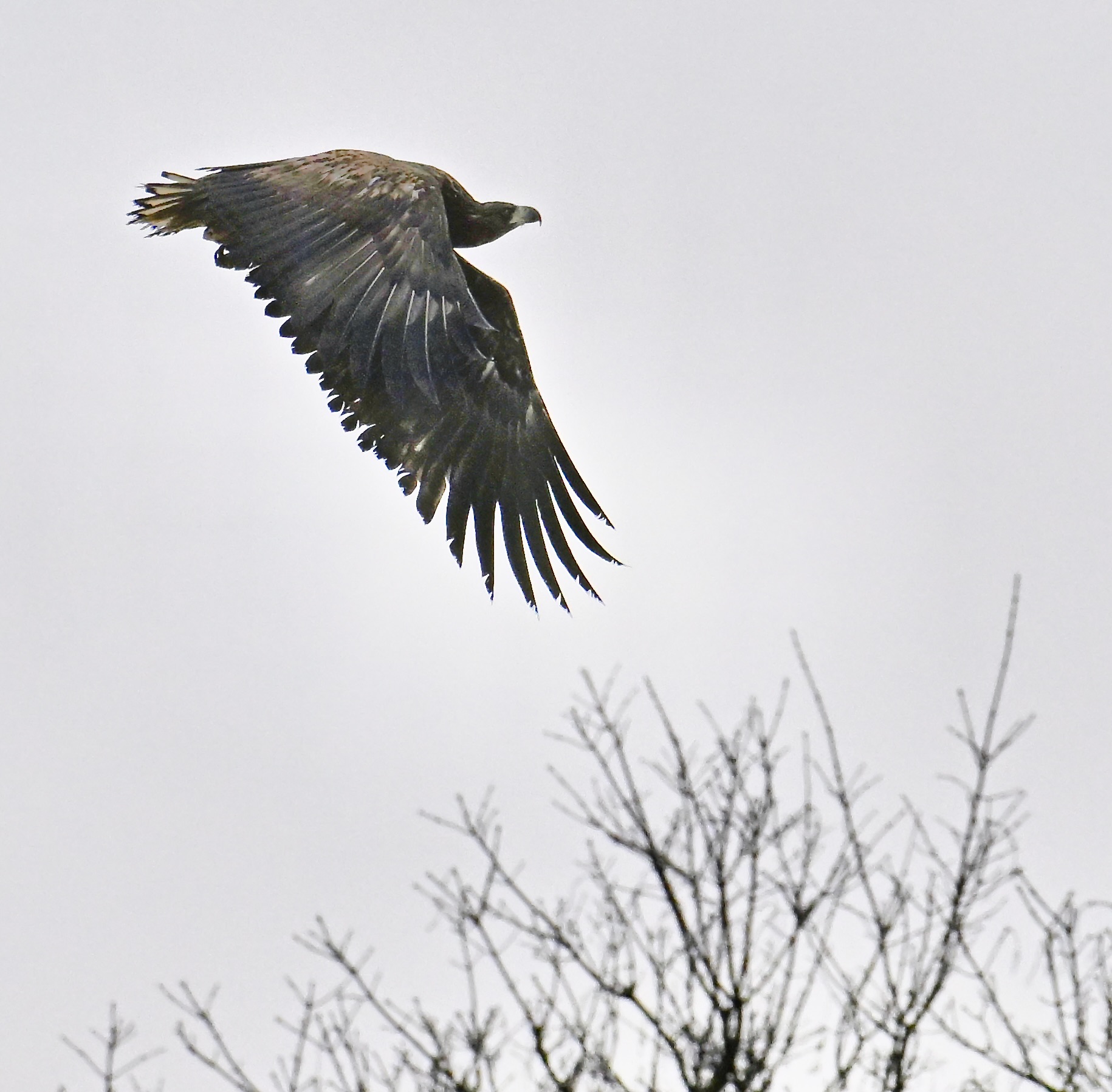 White-tailed Eagle - 12-03-2024