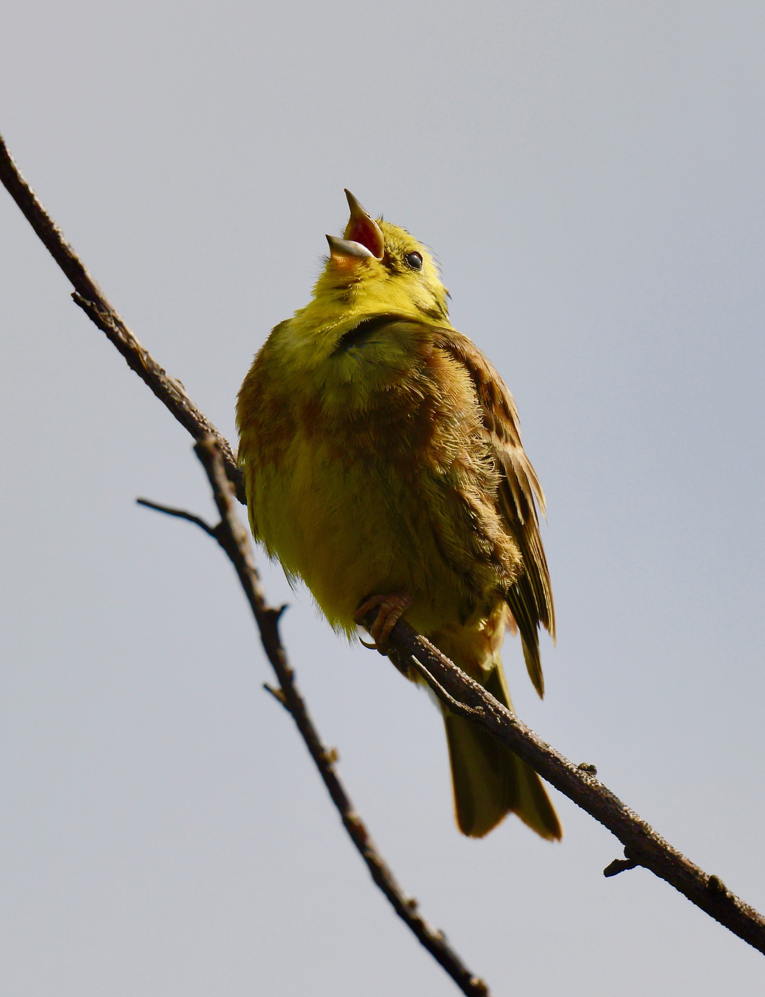 Yellowhammer - 29-07-2023