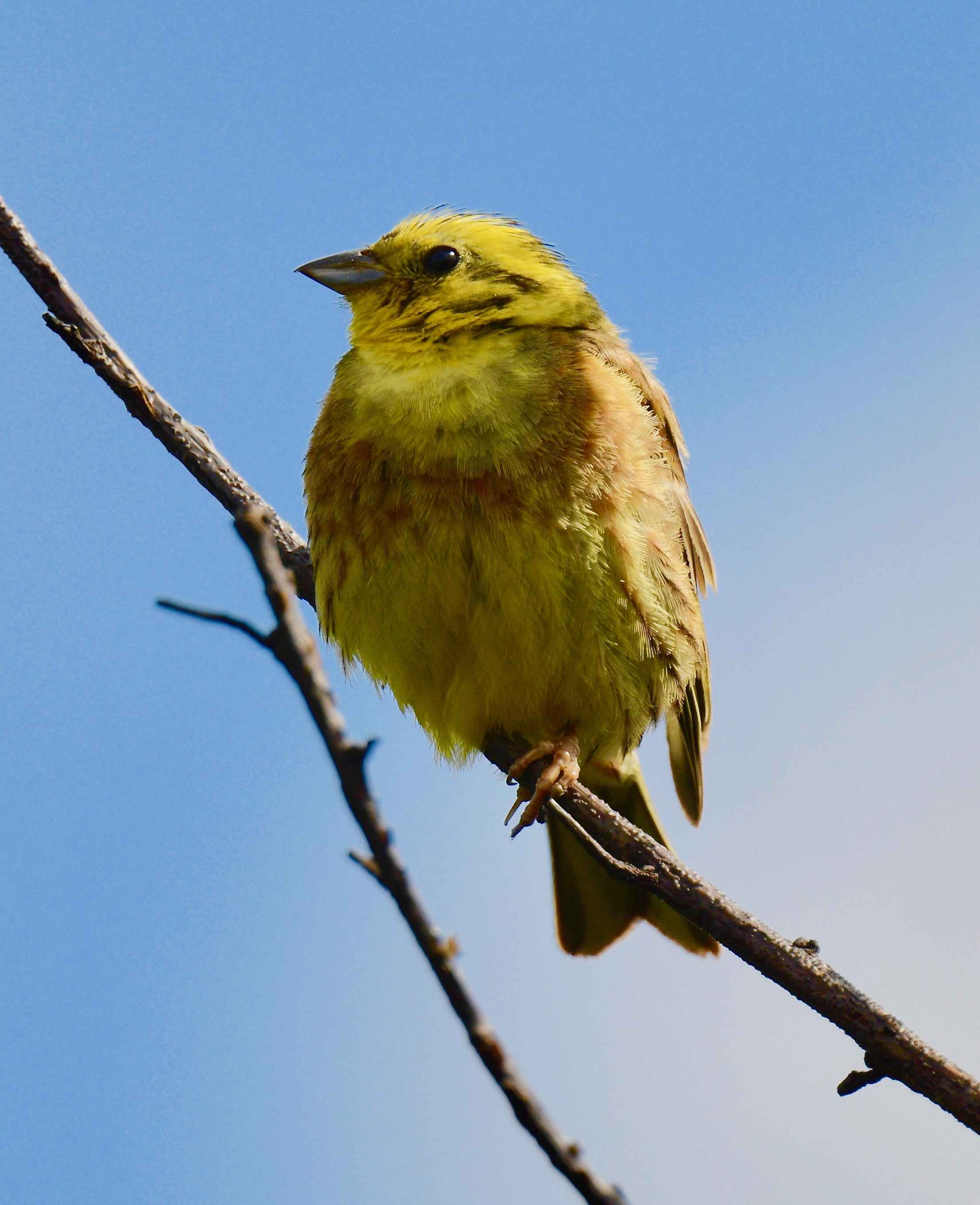 Yellowhammer - 29-07-2023