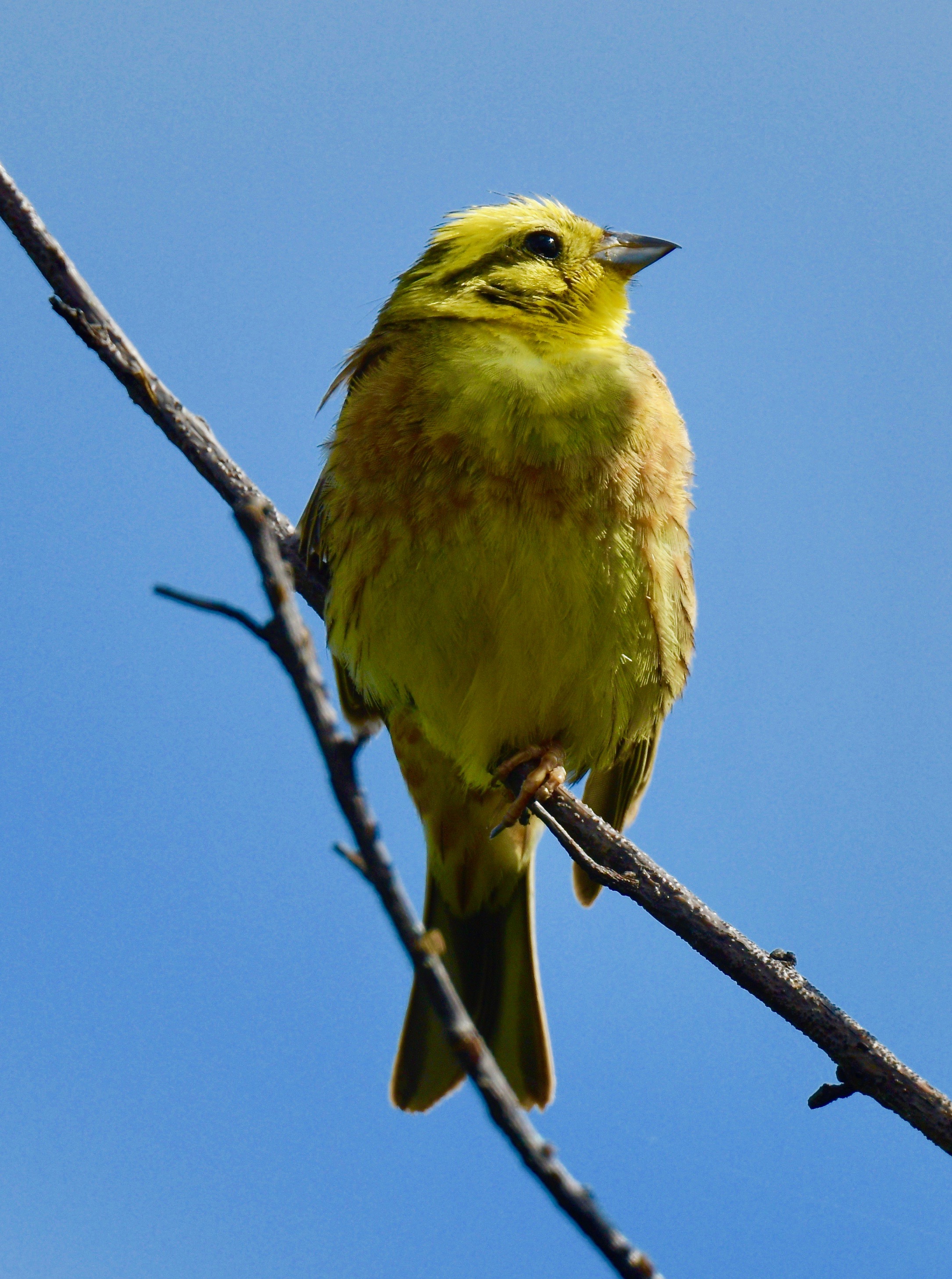 Yellowhammer - 29-07-2023