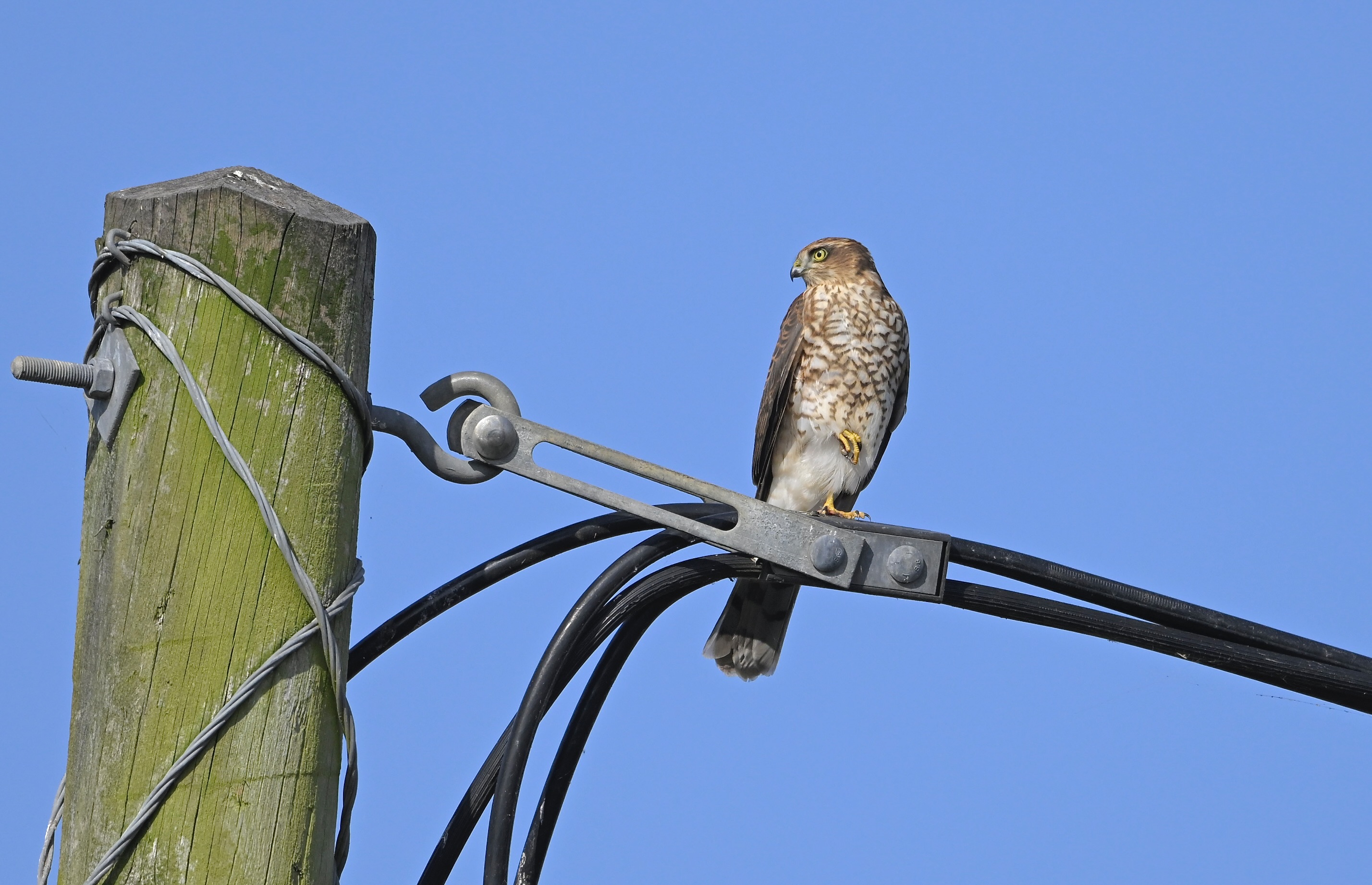 Sparrowhawk - 30-08-2024